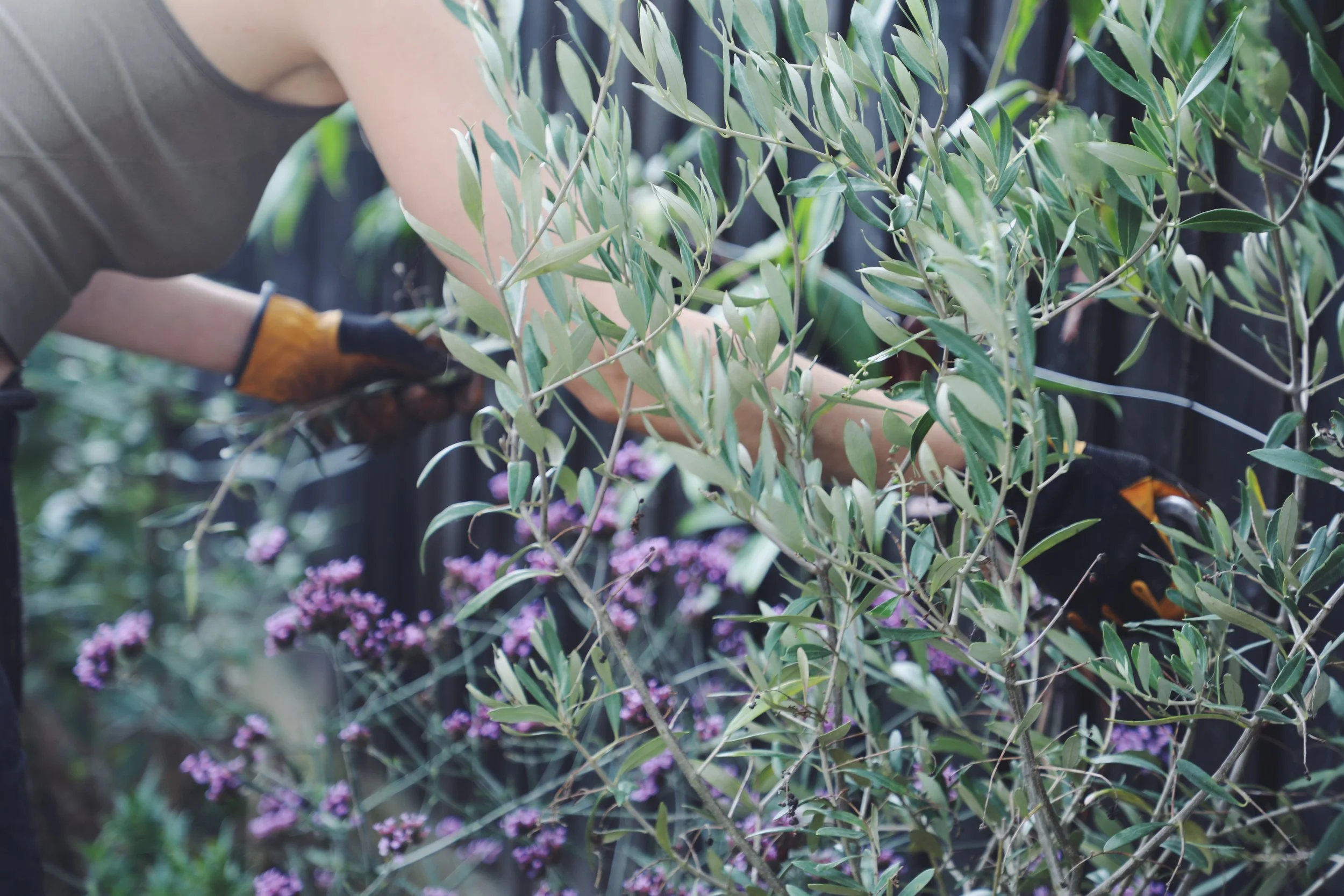 Person trimming green leafy plant with gardening gloves in a garden.