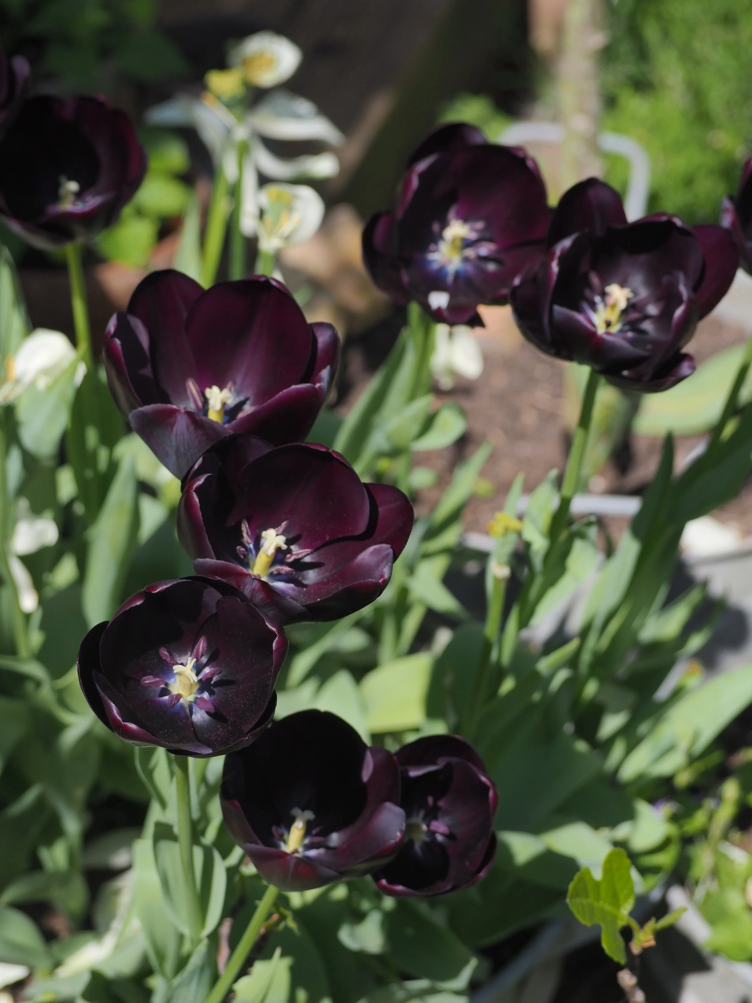 Thoughtful planting, design my garden, garden design help, design work,Mackintosh Martin Gardening, Mackintosh Martin Garden Design, Planting Design, East Sussex Garden Designer, Design, Beautiful Garden, Cottage Core, Designer,