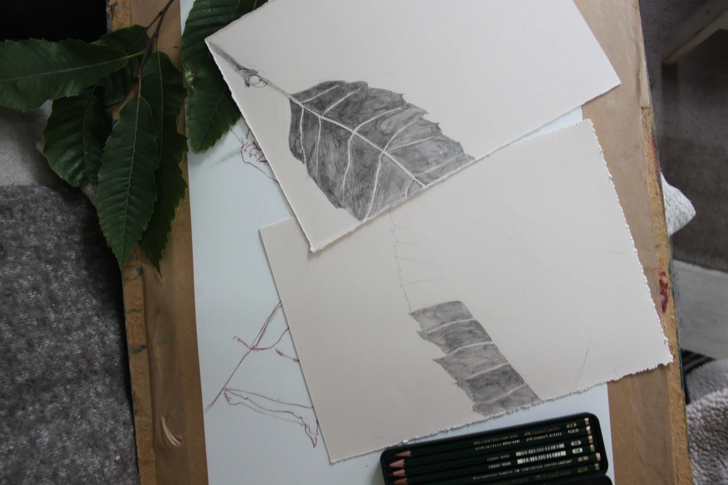 Garden Design, Planting Design, Thoughtful planting, help me with my garden, botanical drawing, east sussex garden design, concept plan, designers, design my space, garden design help