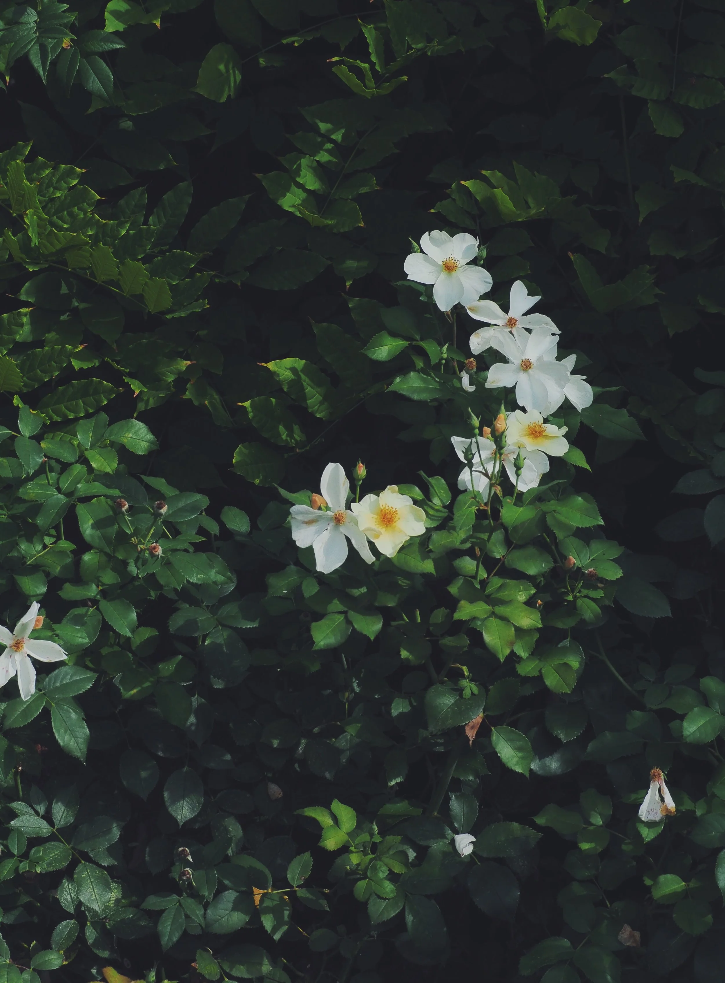 White flowers with yellow centers blooming among dark green leaves.