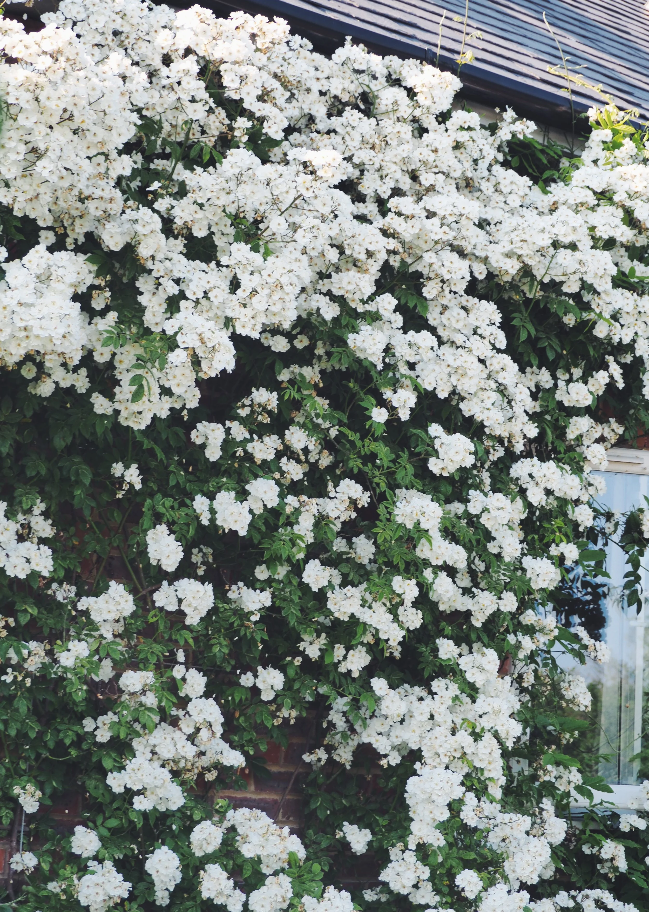 White flowering bush climbing a brick wall near a window, with leaves and dark roof tiles in background.