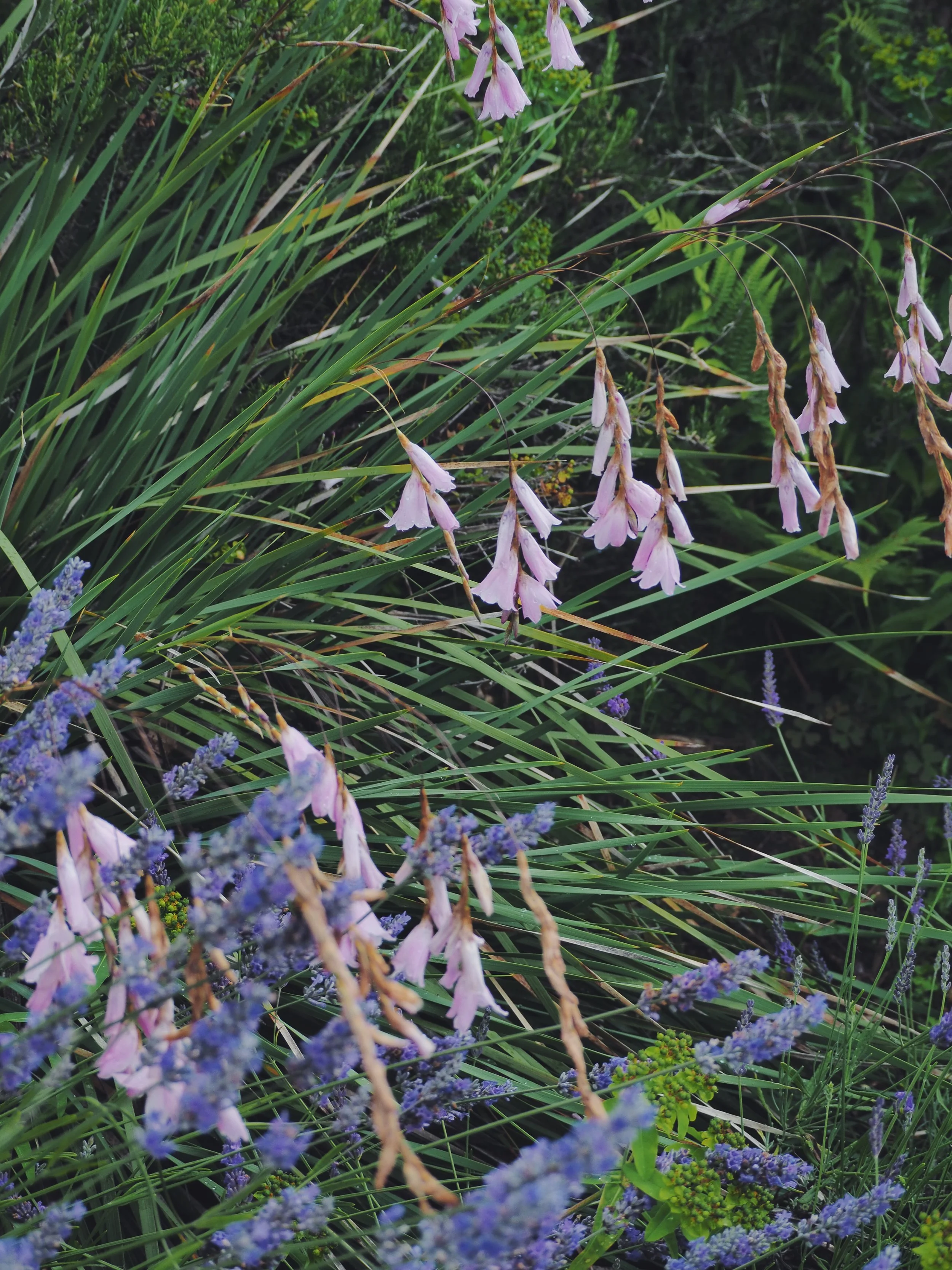 Purple and pink flowers blooming among green grass and foliage.