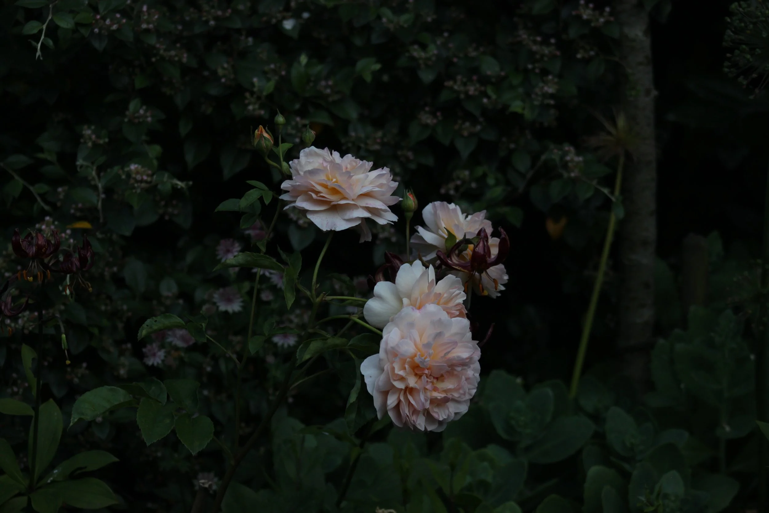 A cluster of light pink roses blooming among dark green leaves in a garden.