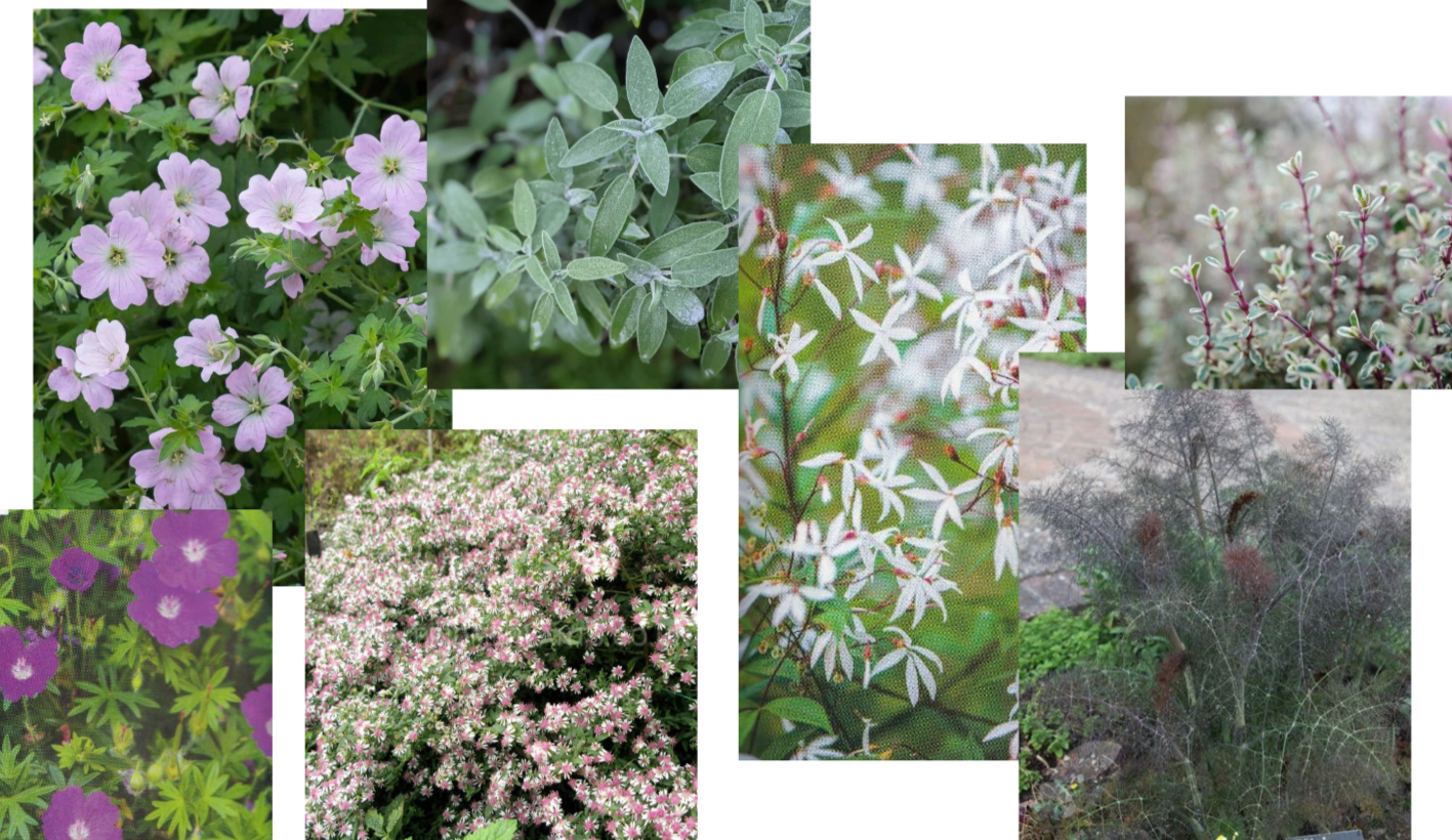 Collage of various plants and flowers, including purple and pink flowers, green leafy plants, a plant with small white star-shaped flowers, and a bush with spider webs and dried seed heads.
