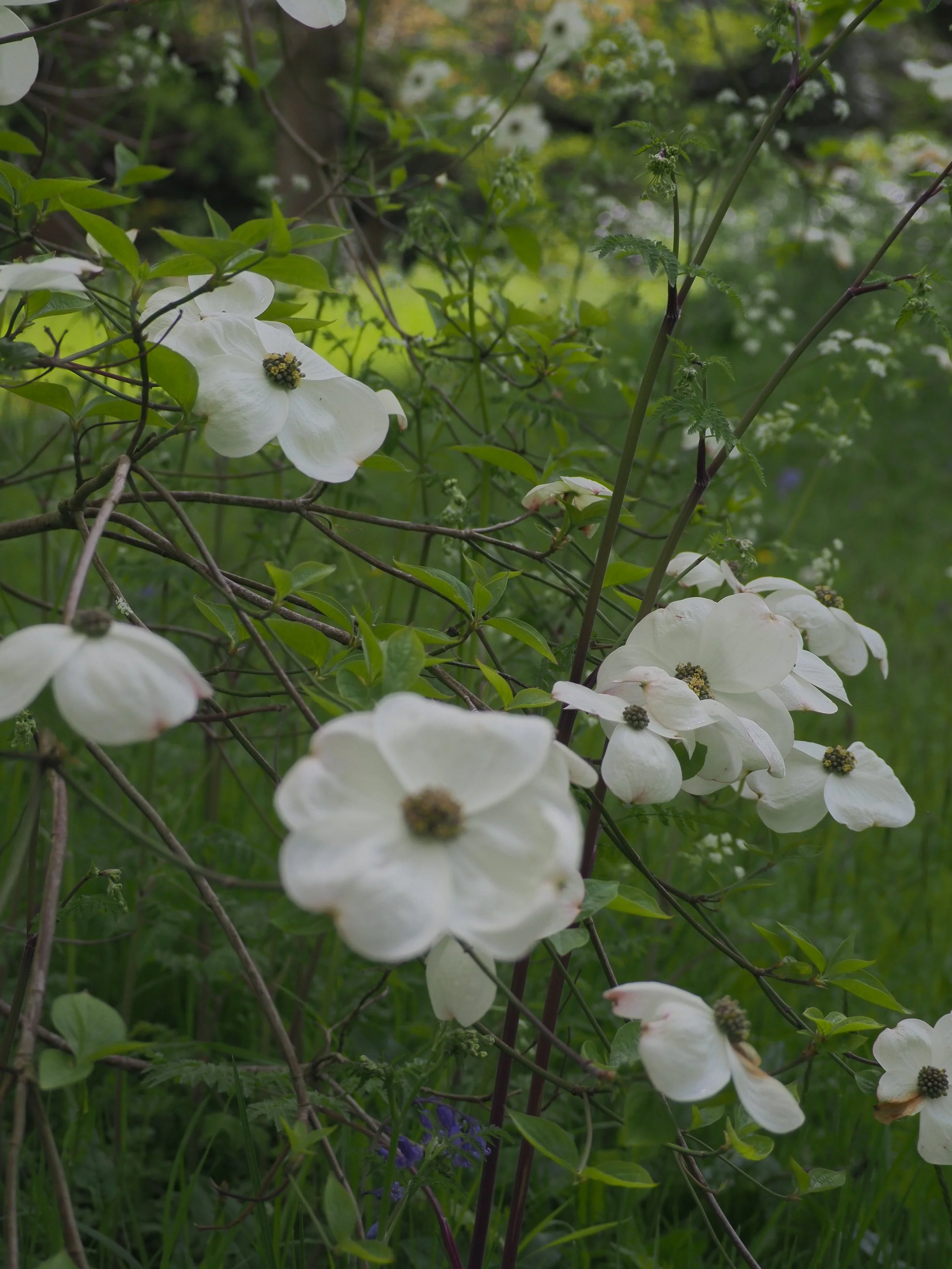 East Sussex Garden Design, Garden Designer, London Garden Design, Mackintosh Martin, Design work, beautiful garden, garden design help