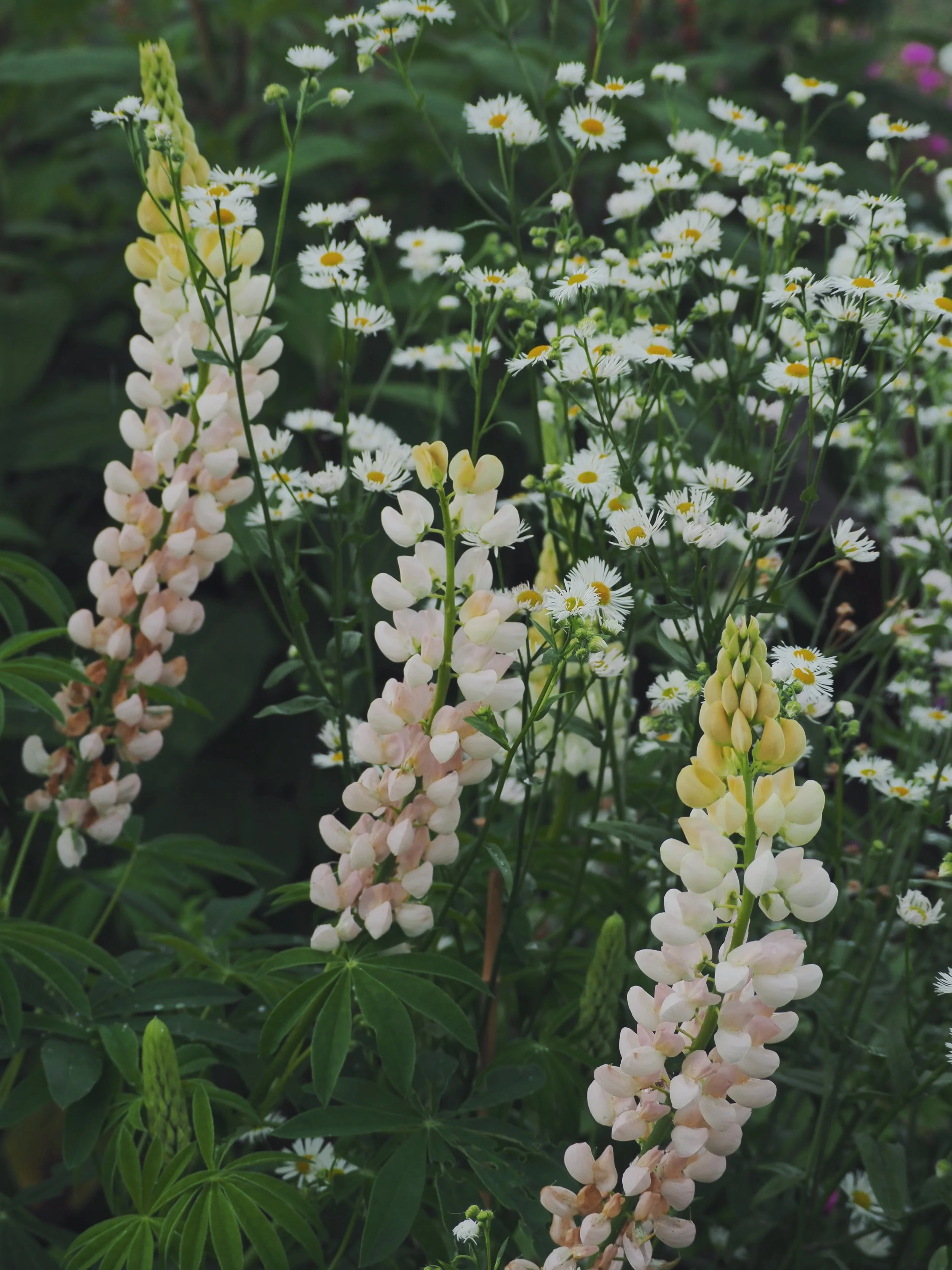 Close-up of white daisy-like flowers with yellow centers and tall, pale pink and yellow lupine flowers amidst green foliage in a garden.