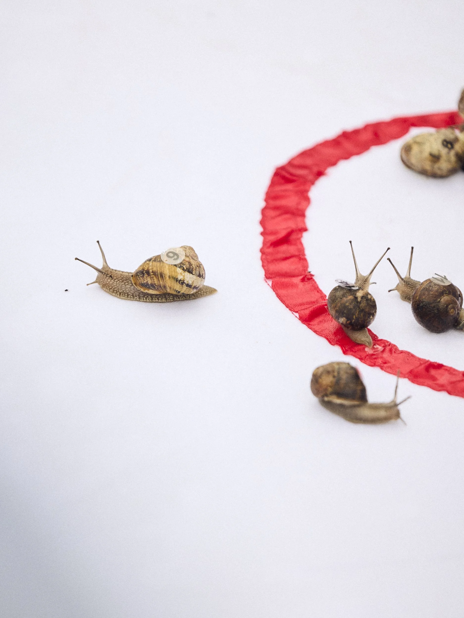 Liam_Prior_Snail_Race_World_Chamionshiops_2026_042.jpg