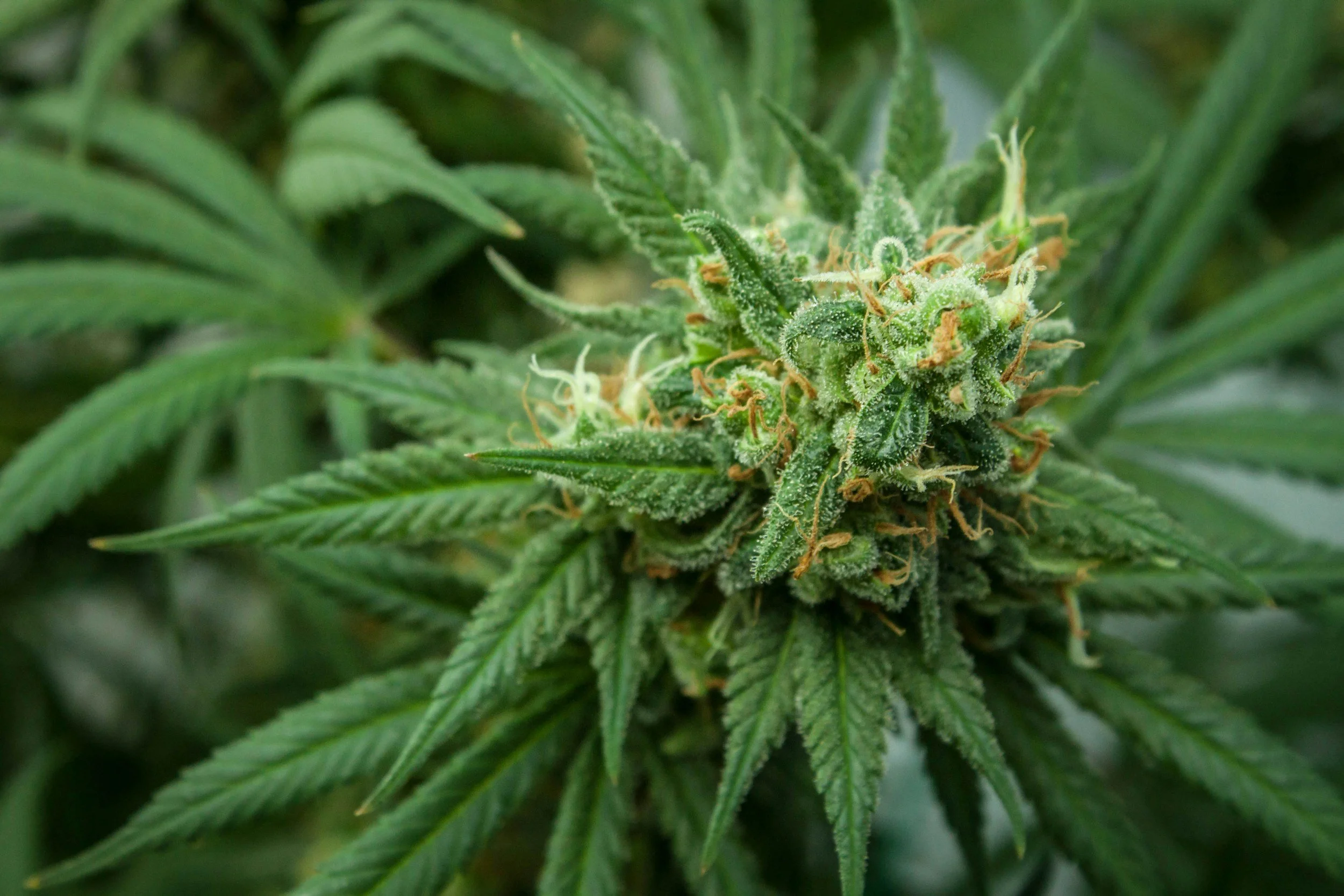 Don’t Let Summer Temps Sabotage Your Harvest