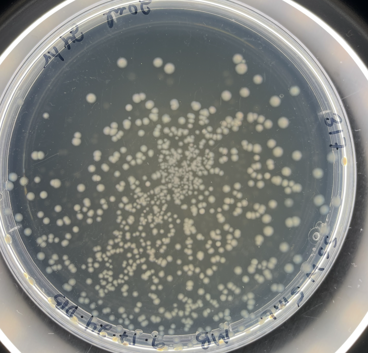 Badillo et al. 2025 MRA