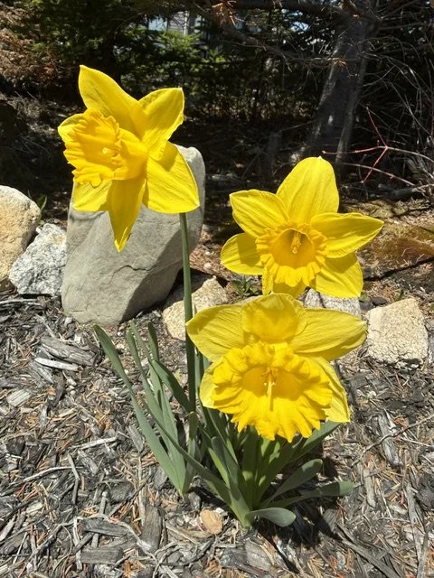 Why Plans Stall When the Gardens Start to Thrive