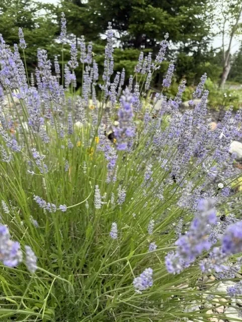 Bumblebees Don’t Wait for the Storm