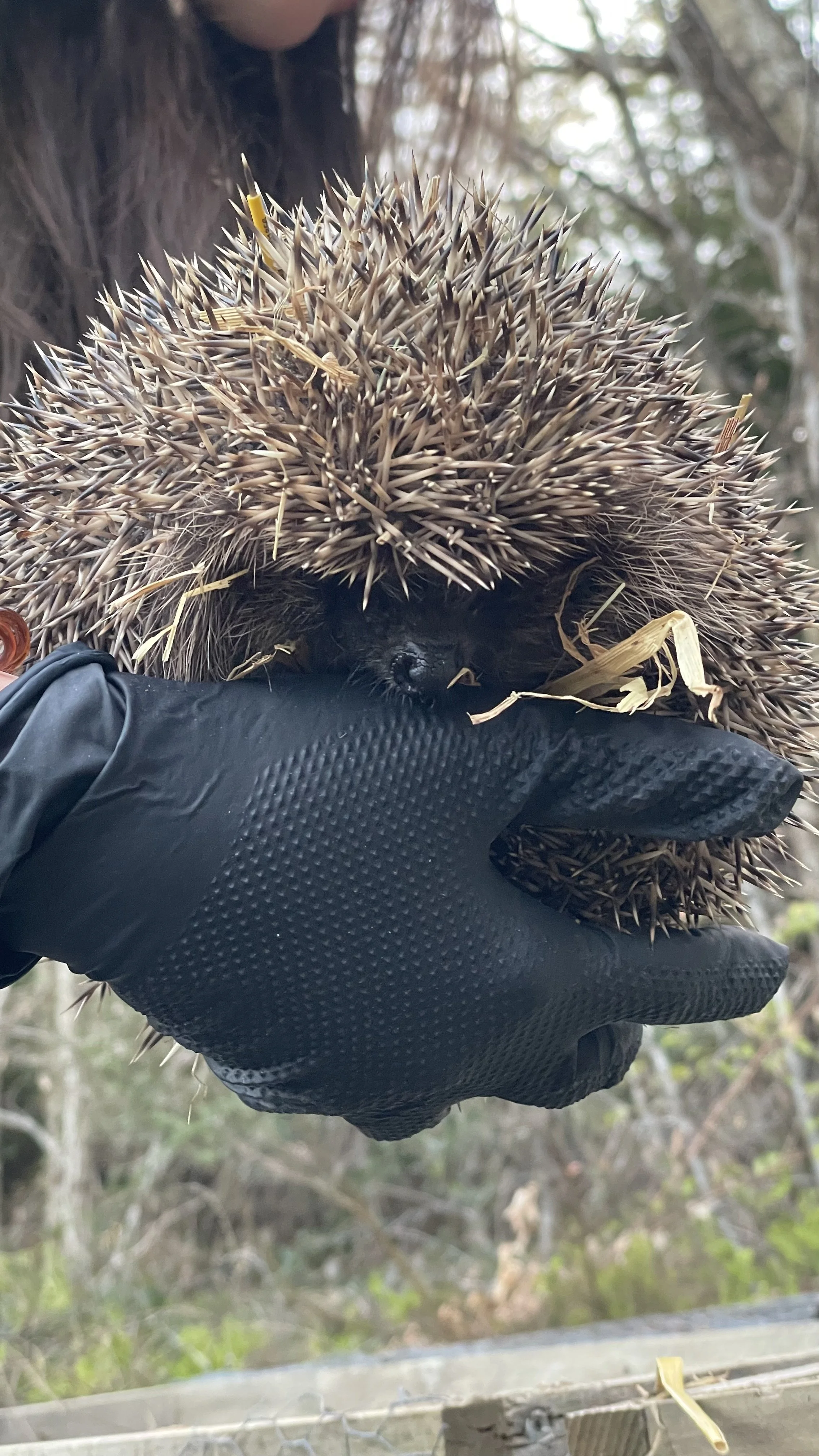 🦔 Accueillir des hérissons dans son jardin : une activité magique et pédagogique pour les enfants
