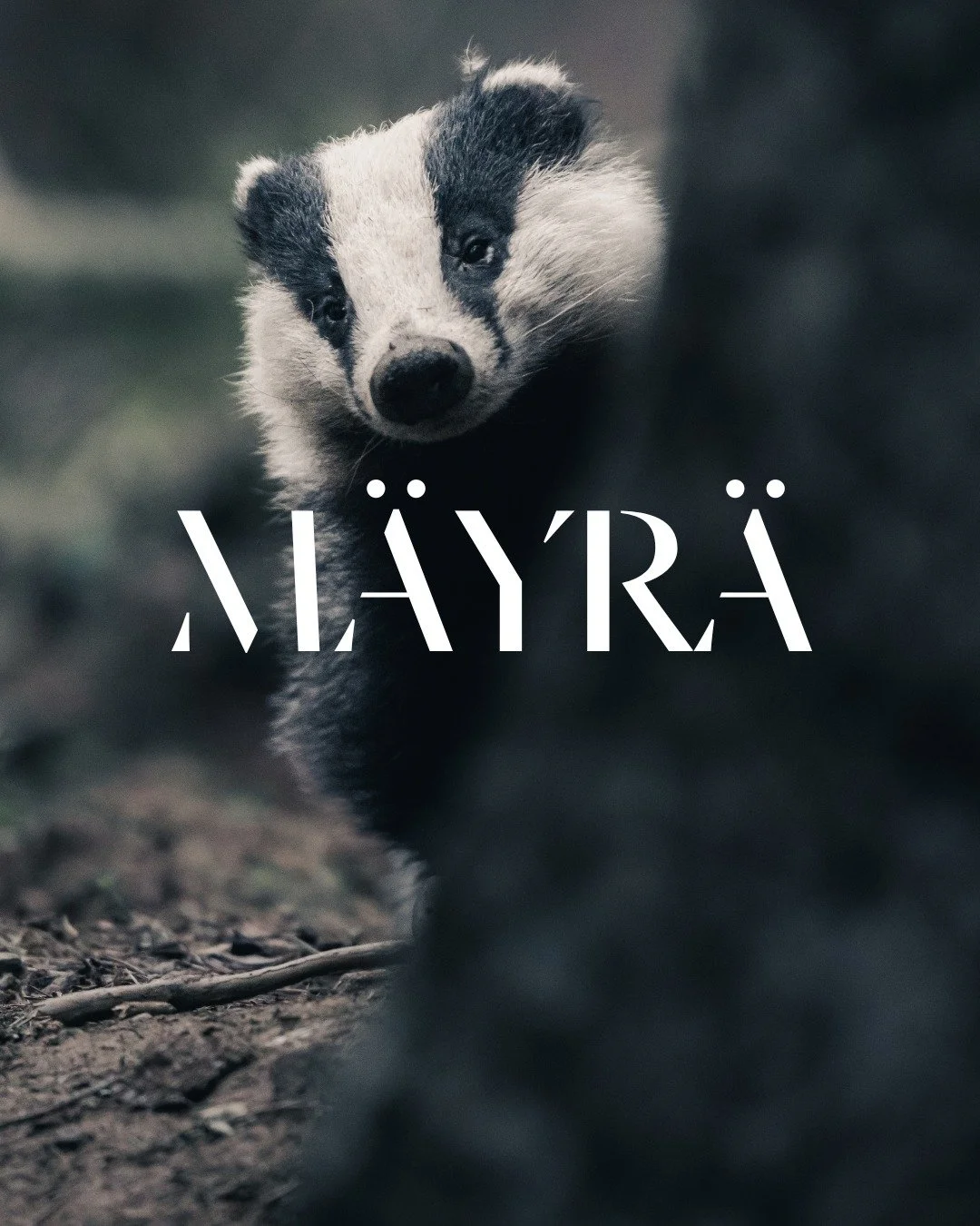 Ootko nähnyt luonnossa tätä tyyppiä? Konsta Punkka lähti kuvaamaan ilveksiä, mutta siinä kävin niin kuin luonnossa yleensä käy: aina ei saa sitä mitä tilaa, mutta aina saa jotain. Joskus maj