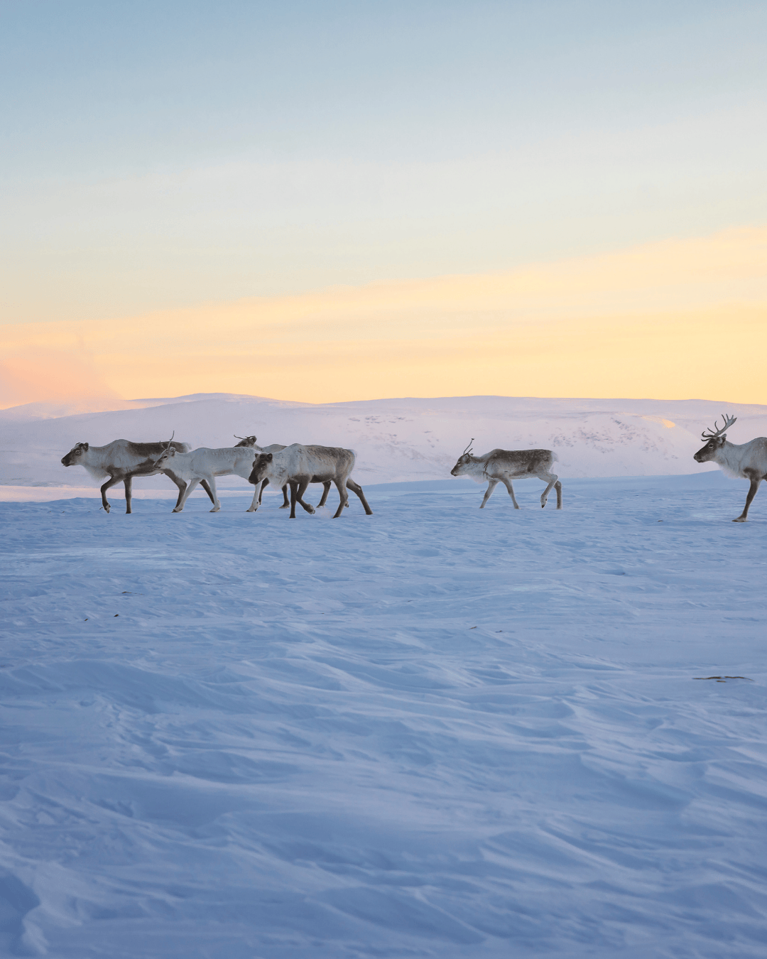 porot lapissa terhi tuovinen.png