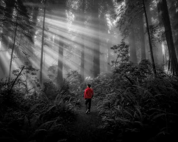 A person in a red jacket walking a trail through a misty redwood forest