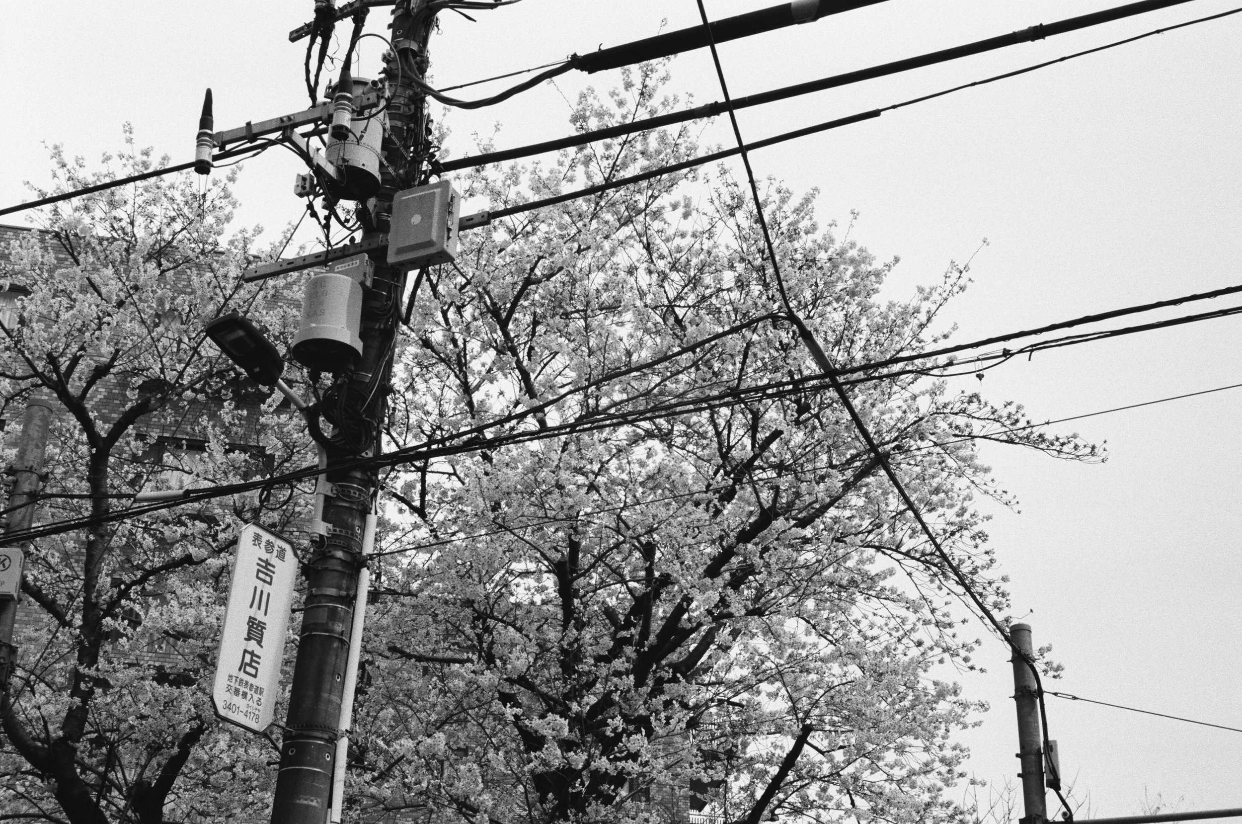 Cherry Blossoms. Tokyo, 2017 / Leica M6 35mm