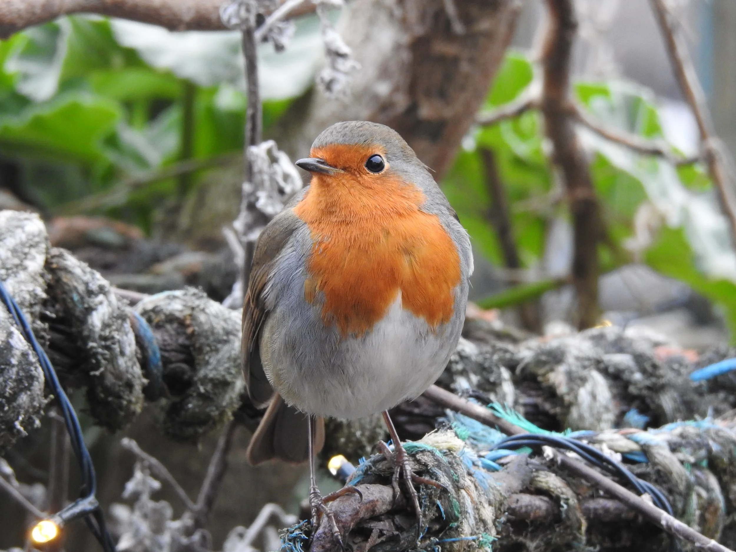 Nature - Winter solstice 2025: Sauna is a sunlight replacement