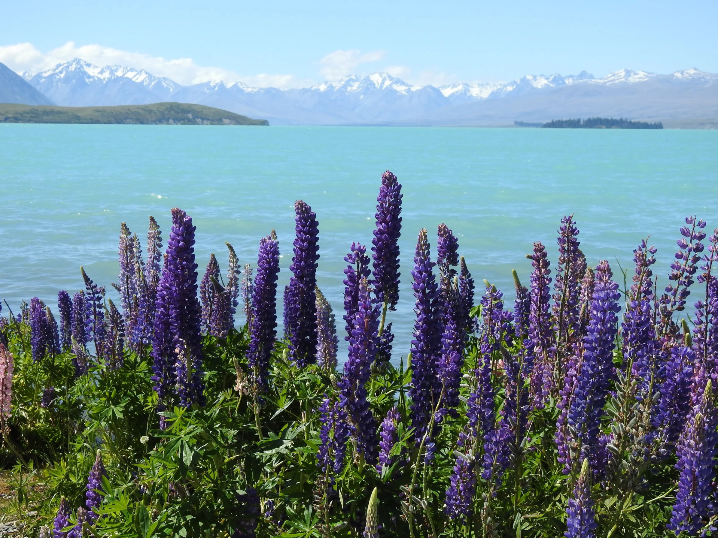 Sunlight protects against flu