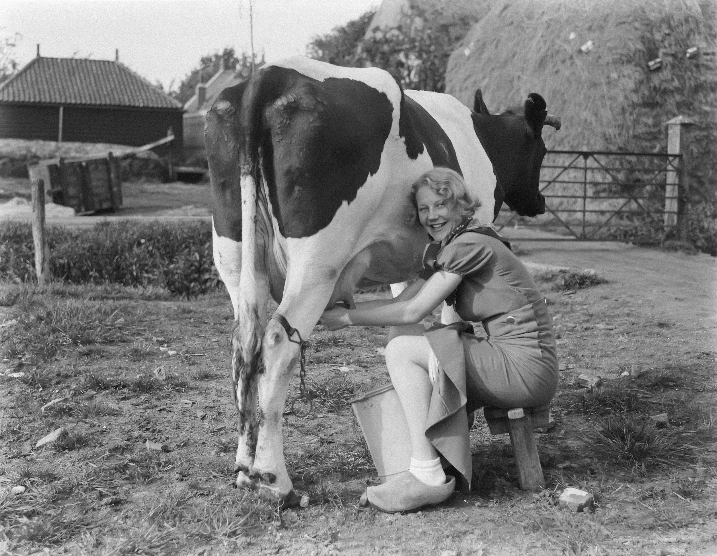 The Truth About Raw Milk - why it is safe and healthy