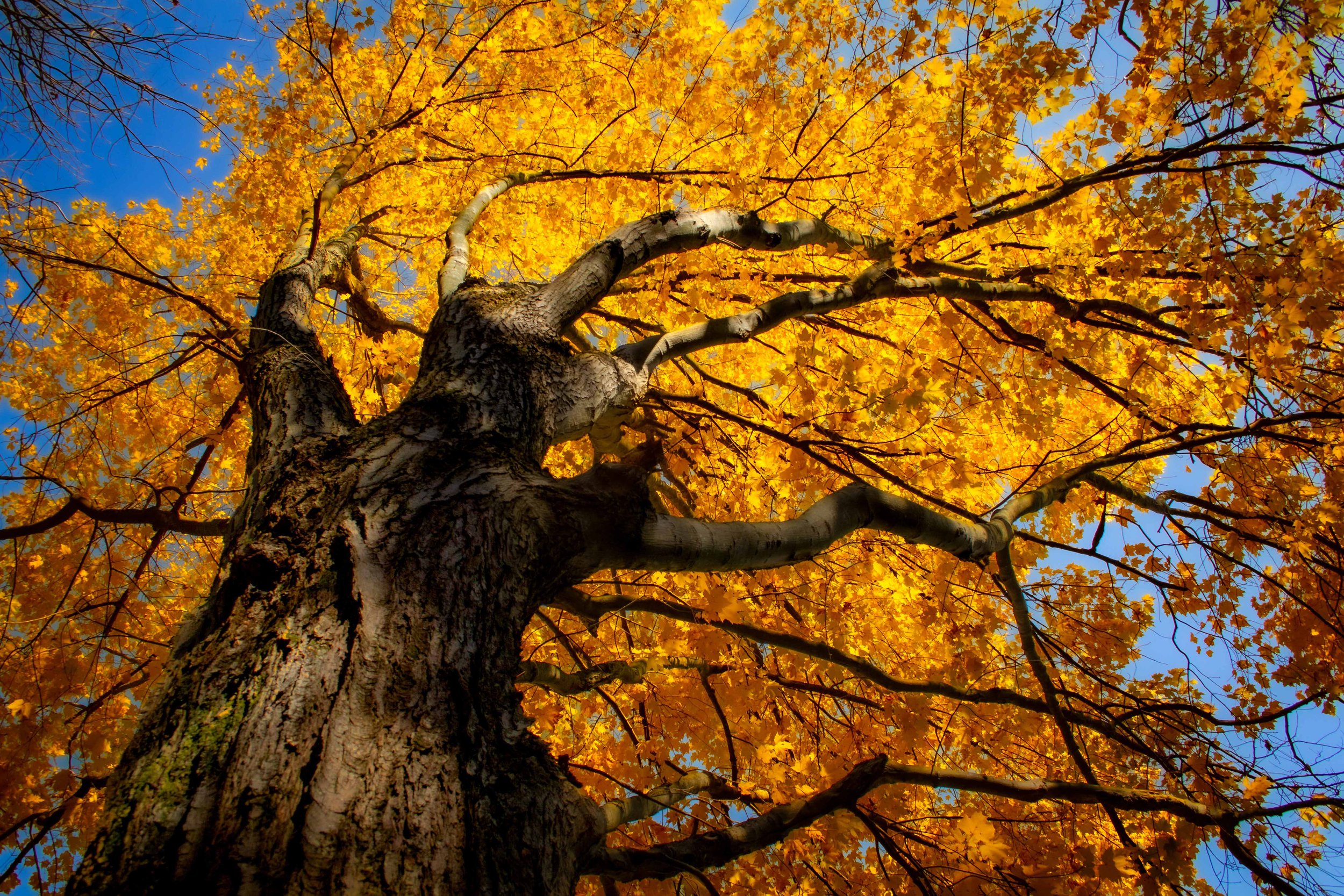 Fall Flow Tree