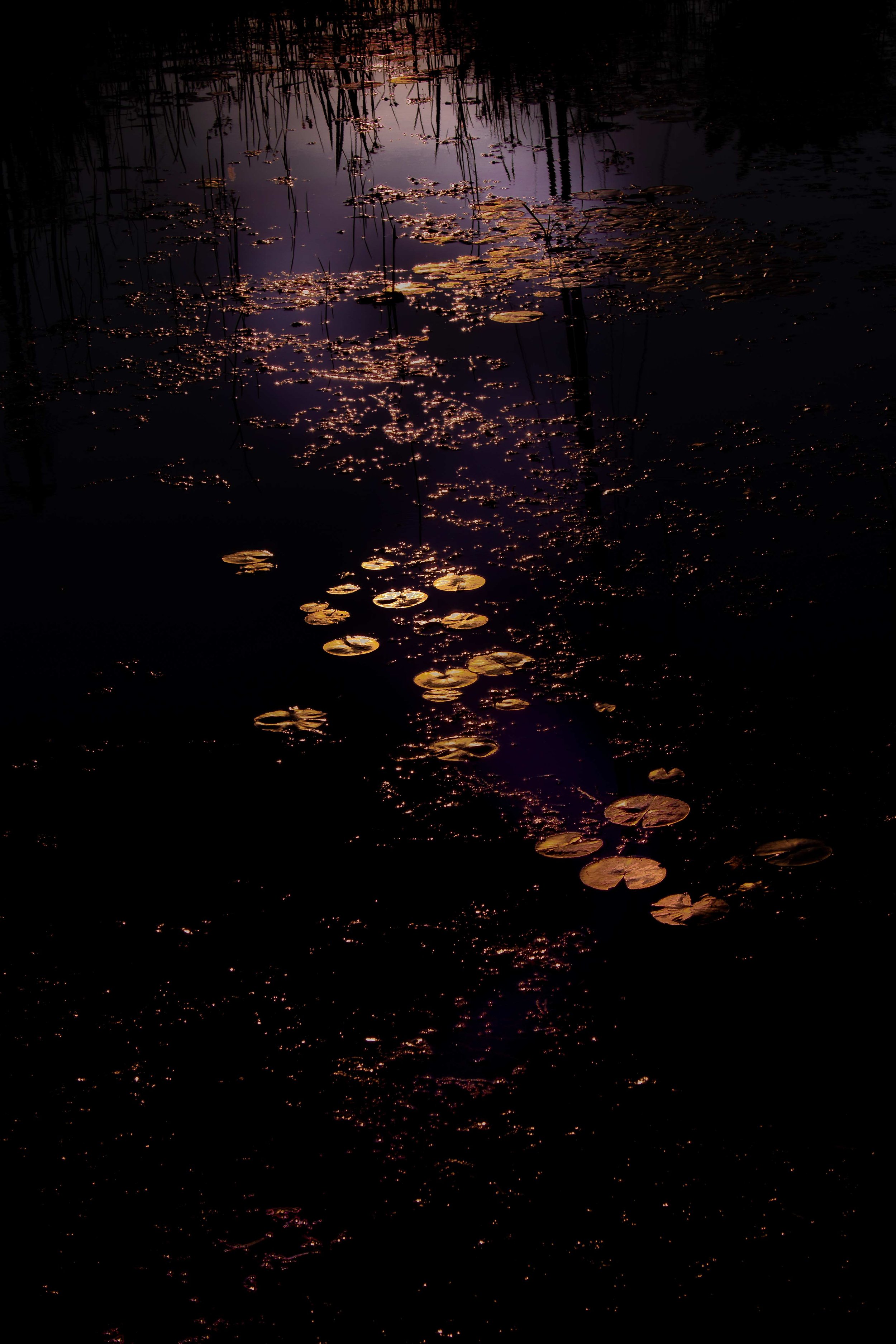 My Monet
