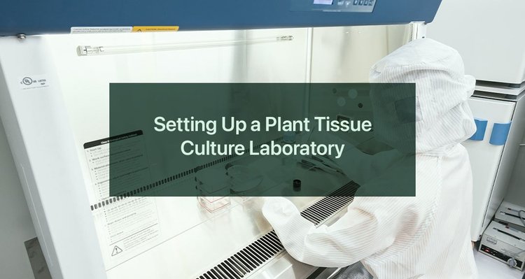 Setting Up a Plant Tissue Culture Laboratory