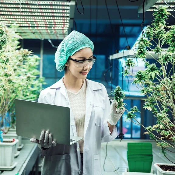 Scientist studying marijuana genetics