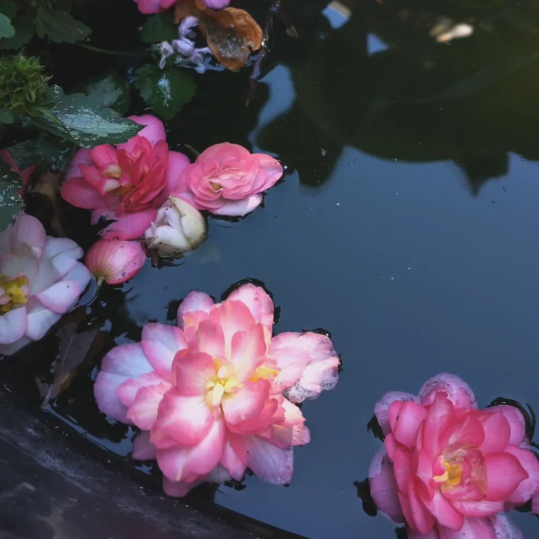 IMG_20250928_172324_602.webp