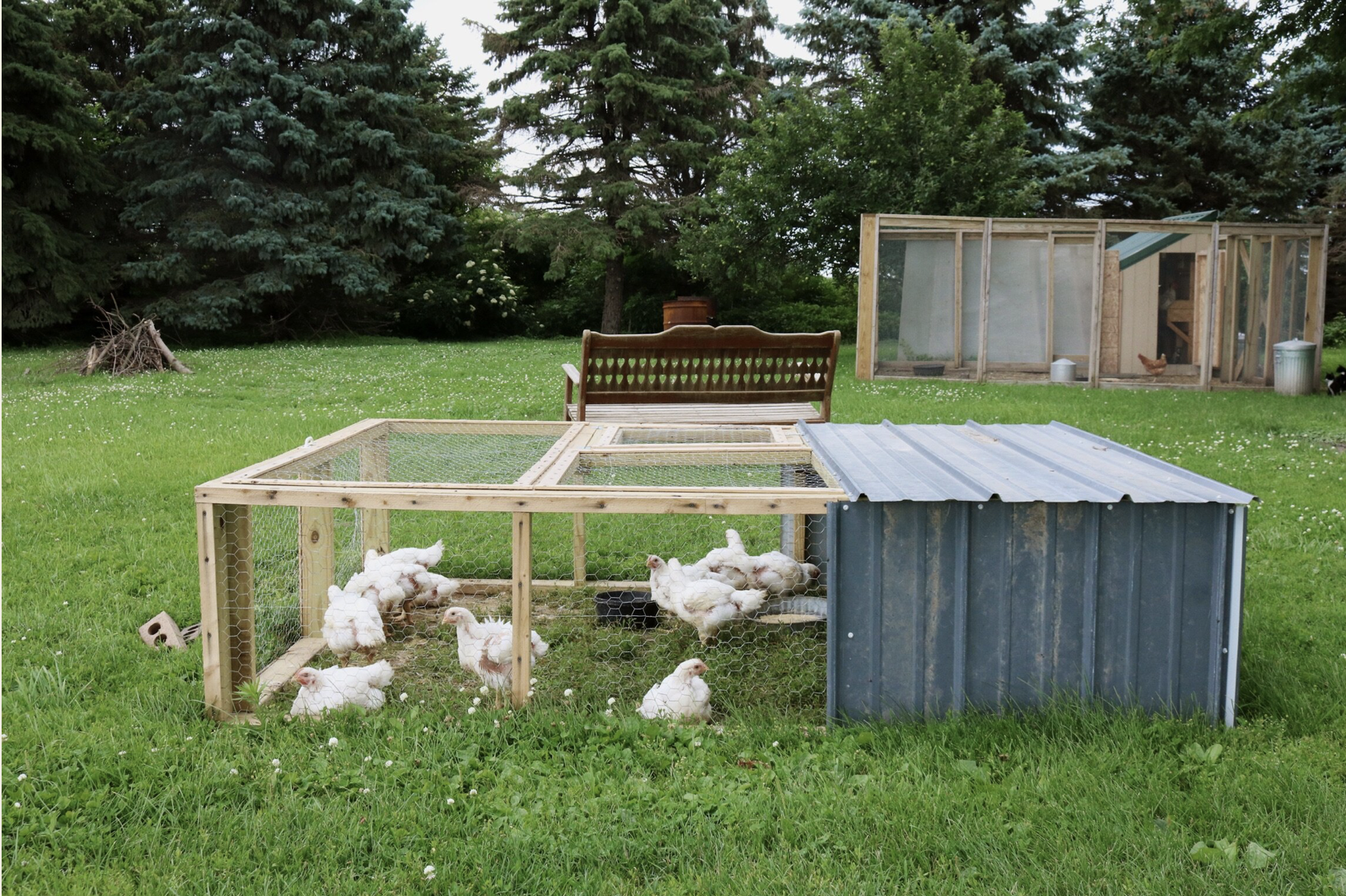 How to Raise, Butcher, and Process Turkeys at Home | Step-by-Step ...