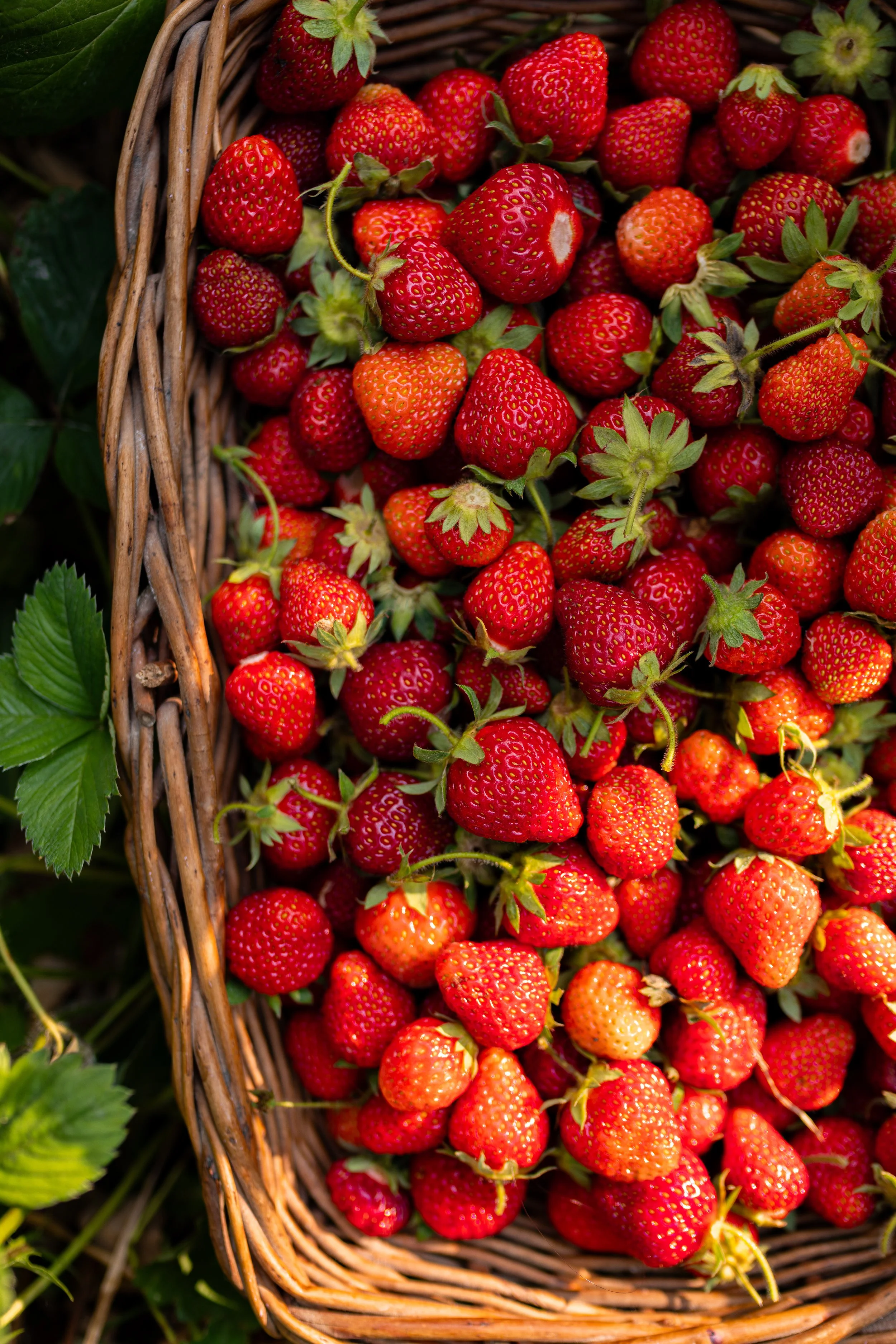 How to Grow Strawberries: Complete Planting, Growing, and Harvesting Guide