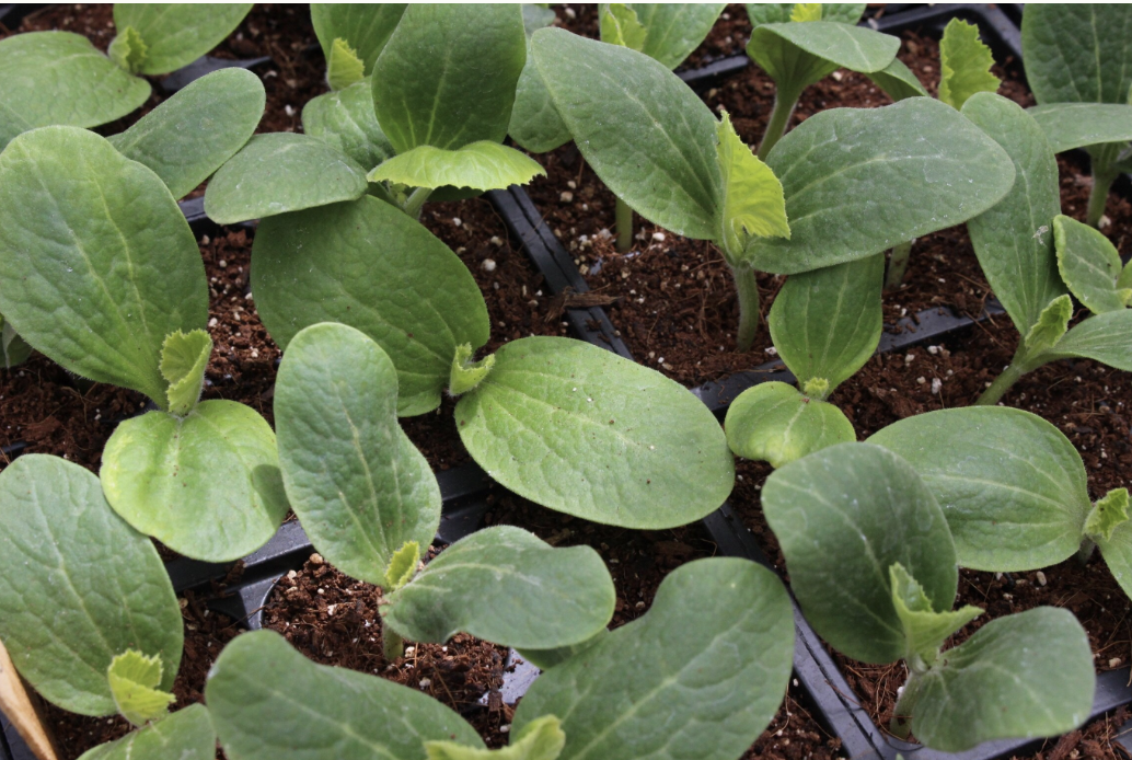 How and When to Start Seeds: A Beginner's Guide to Seed Starting