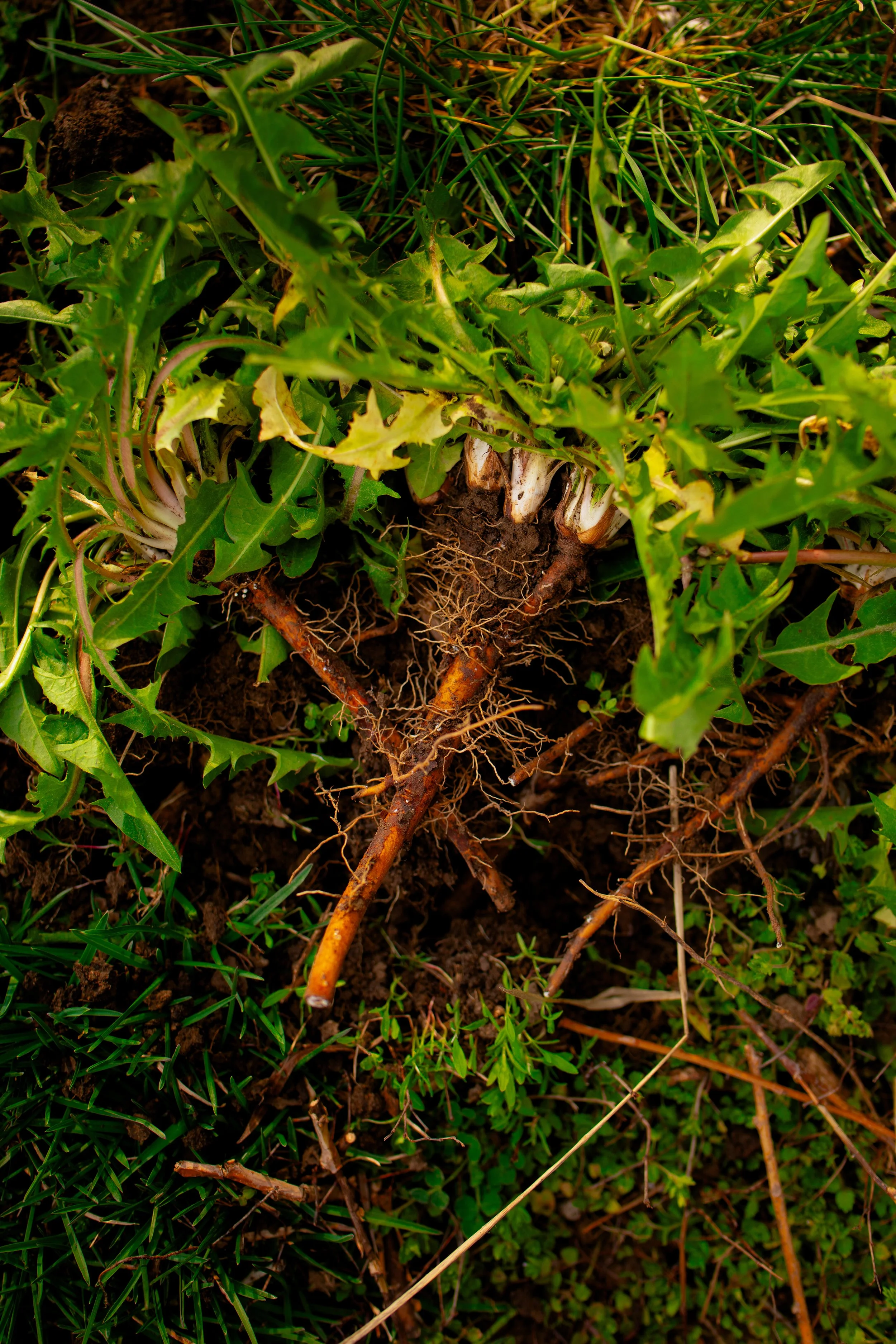 Dandelion Roots Rotting The Ultimate Guide to Foraging Dandelions: How to Harvest Flowers ...