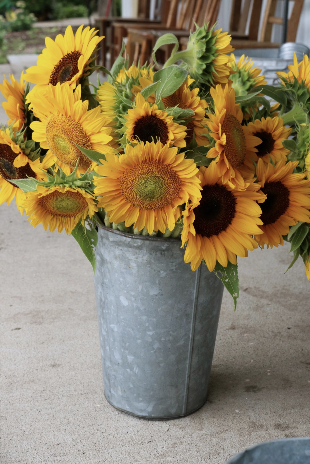 SWISS LAWN SUNFLOWERS