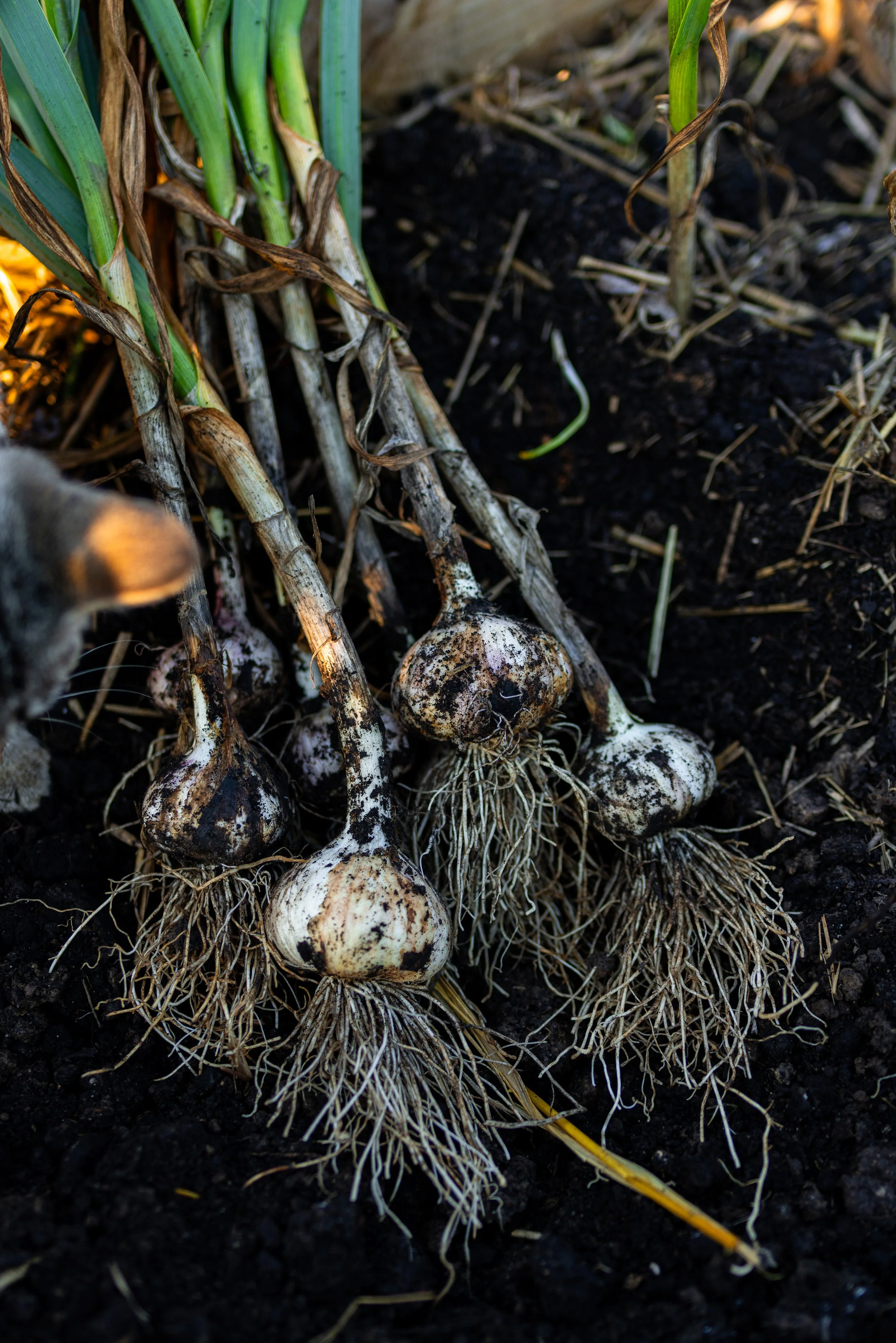 How to Grow Garlic: Complete Planting, Growing, and Harvesting Guide ...