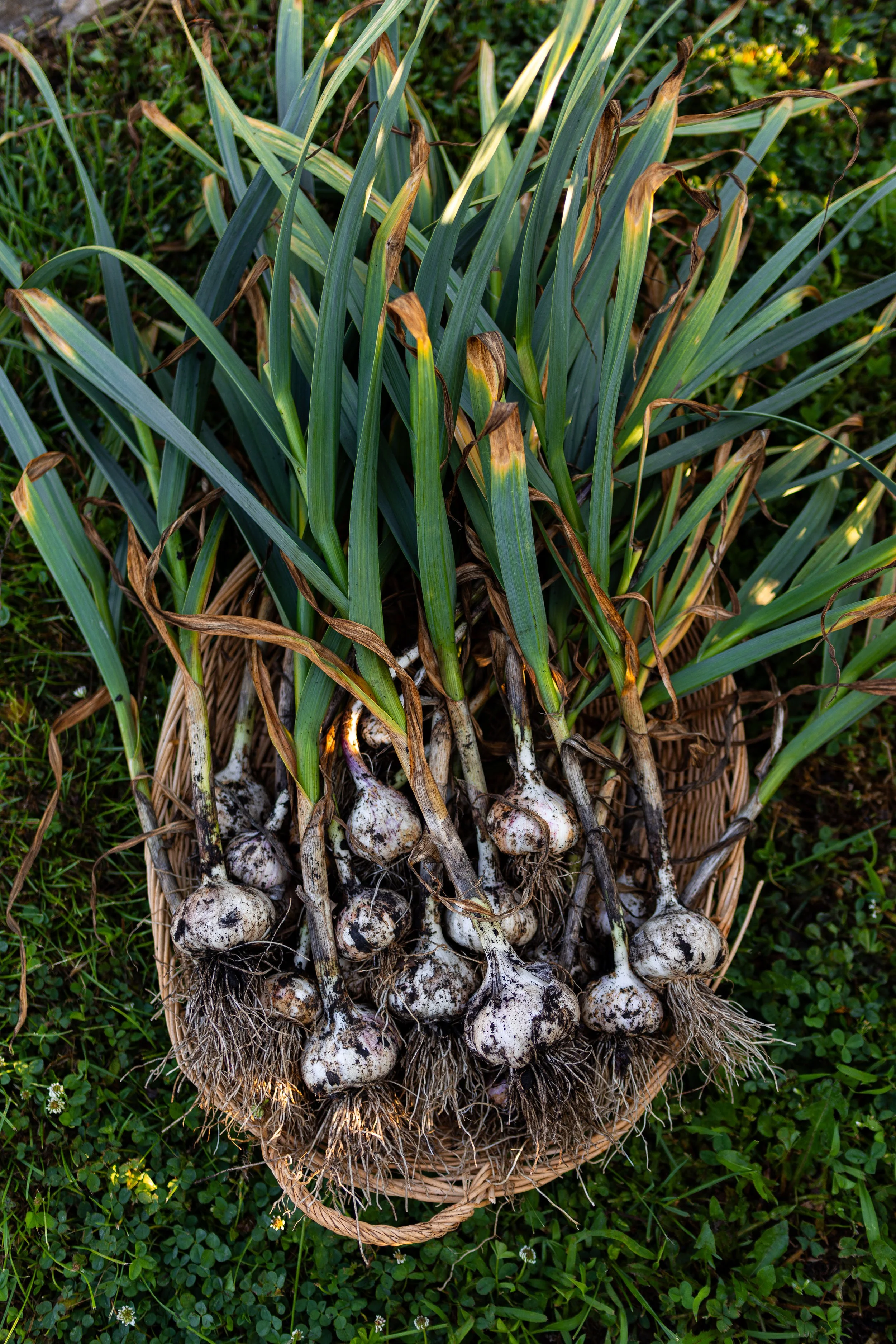 How to Grow Garlic: Complete Planting, Growing, and Harvesting Guide ...