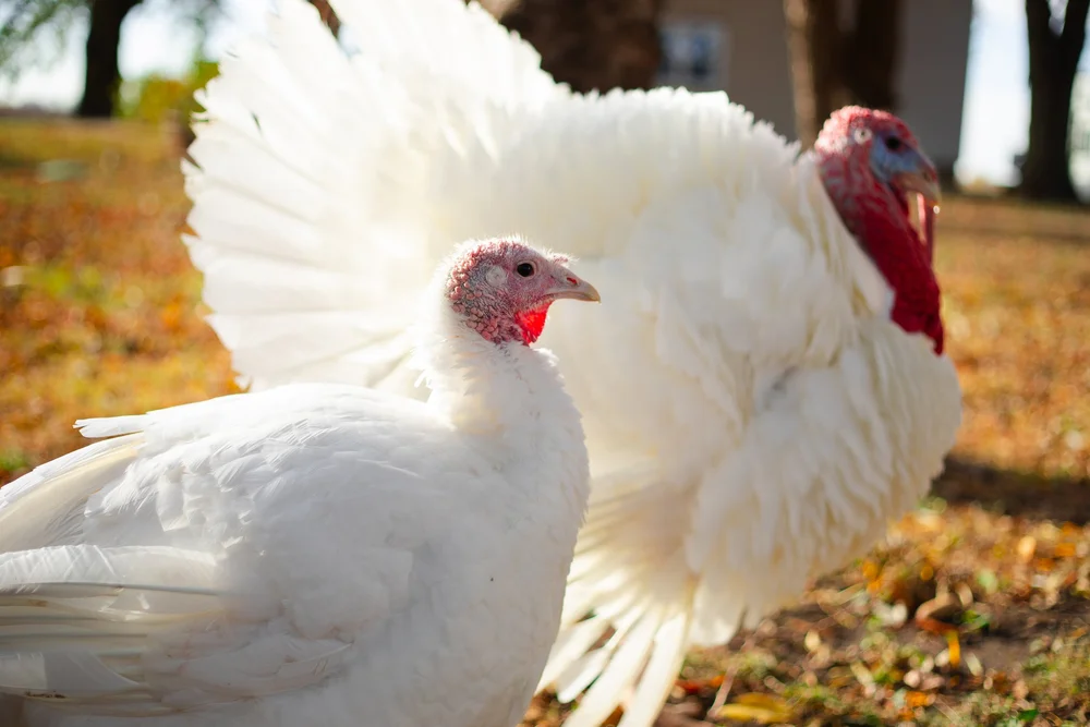 How to Raise, Butcher, and Process Turkeys at Home | Step-by-Step ...