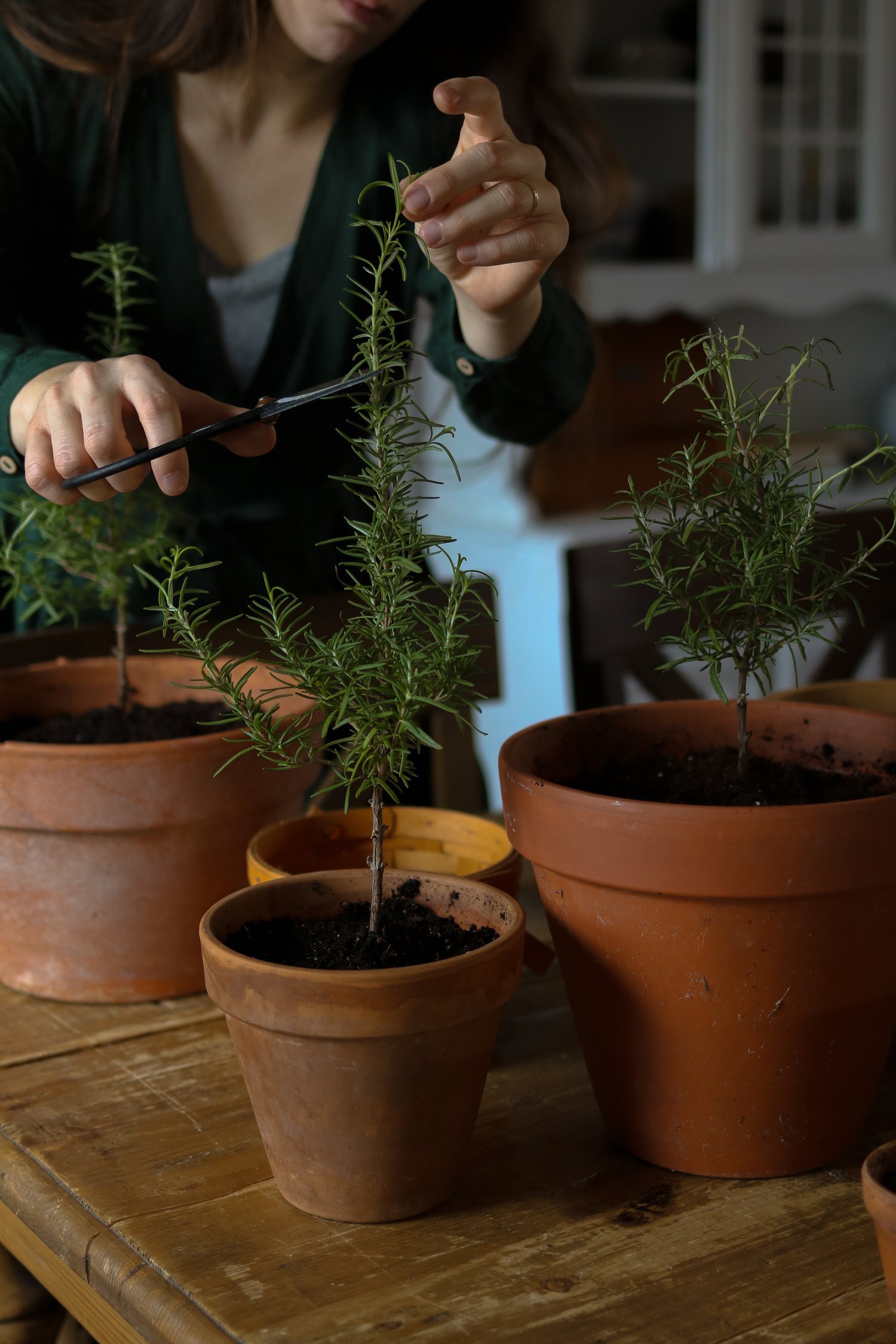 How to Grow Rosemary