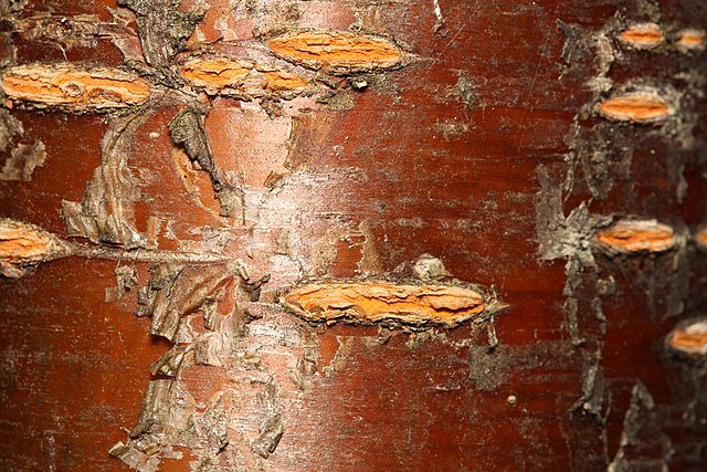 Prunus_emarginata_1664.JPG