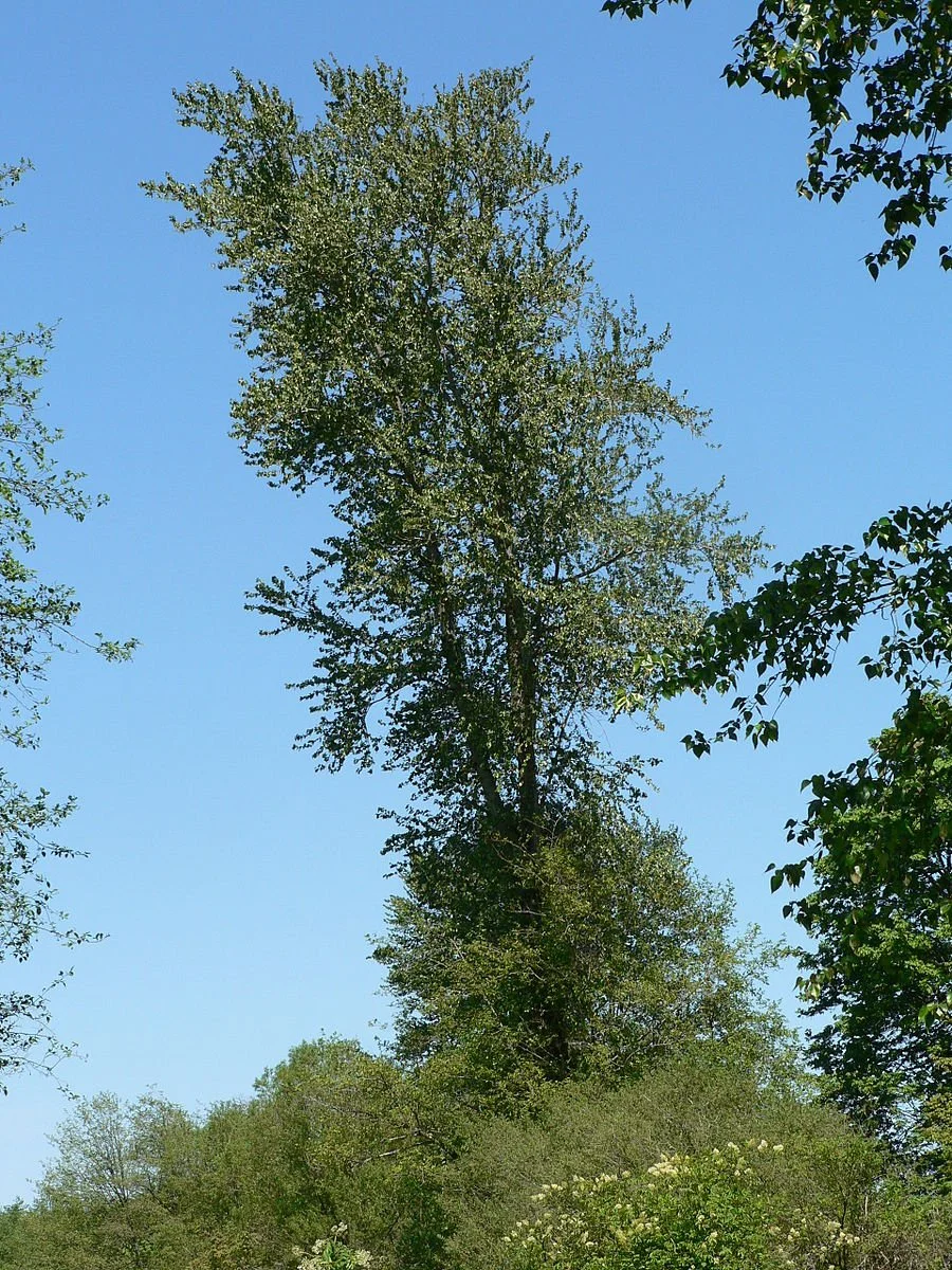 900px-Populus_trichocarpa_05897.JPG
