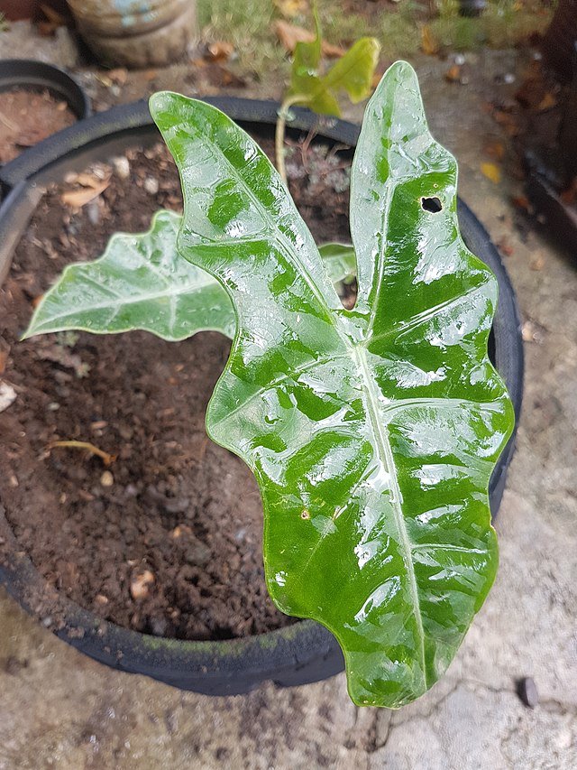 Alocasia sanderiana