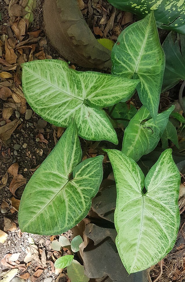 Syngonium podophyllum