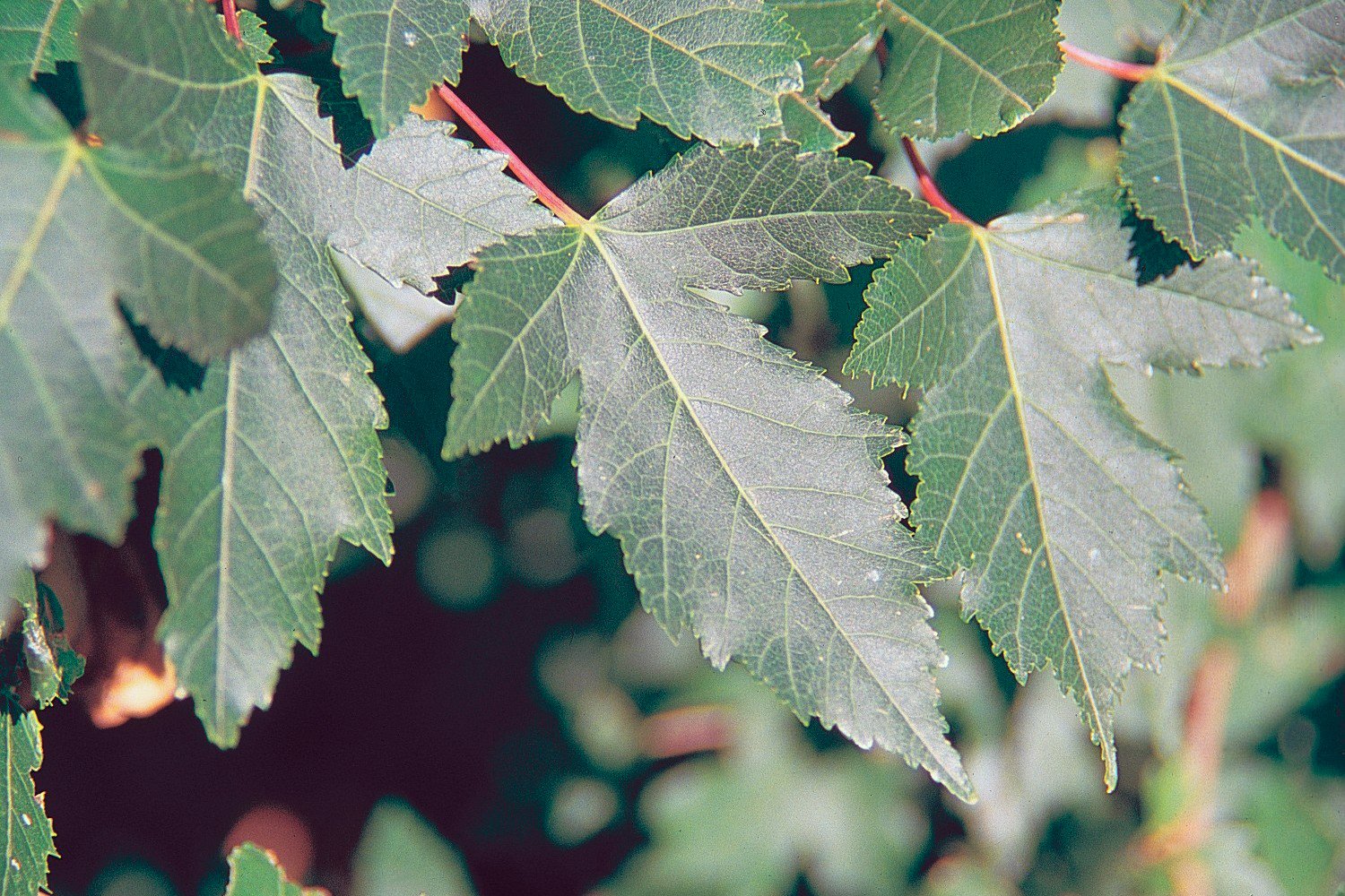 Acer_ginnala_foliage.jpg