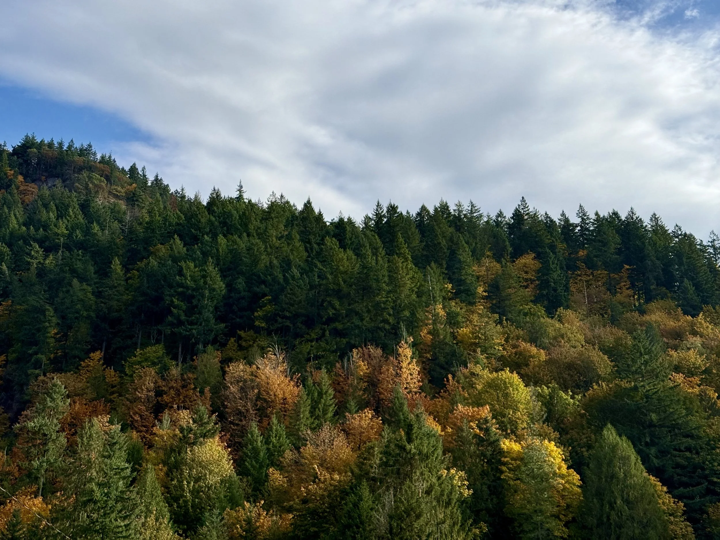 Western Washington Fall Colors 2025: Trees Aglow and the Science Behind the Show