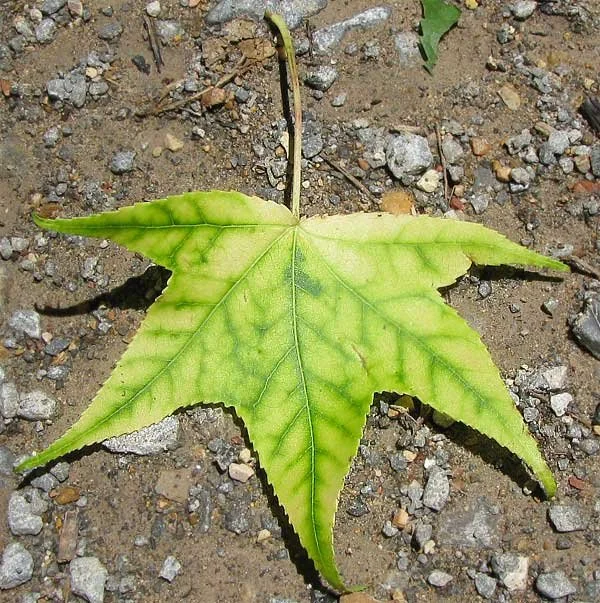 Matching Trees to Site Conditions: A Key Strategy for Preventing Abiotic Stress