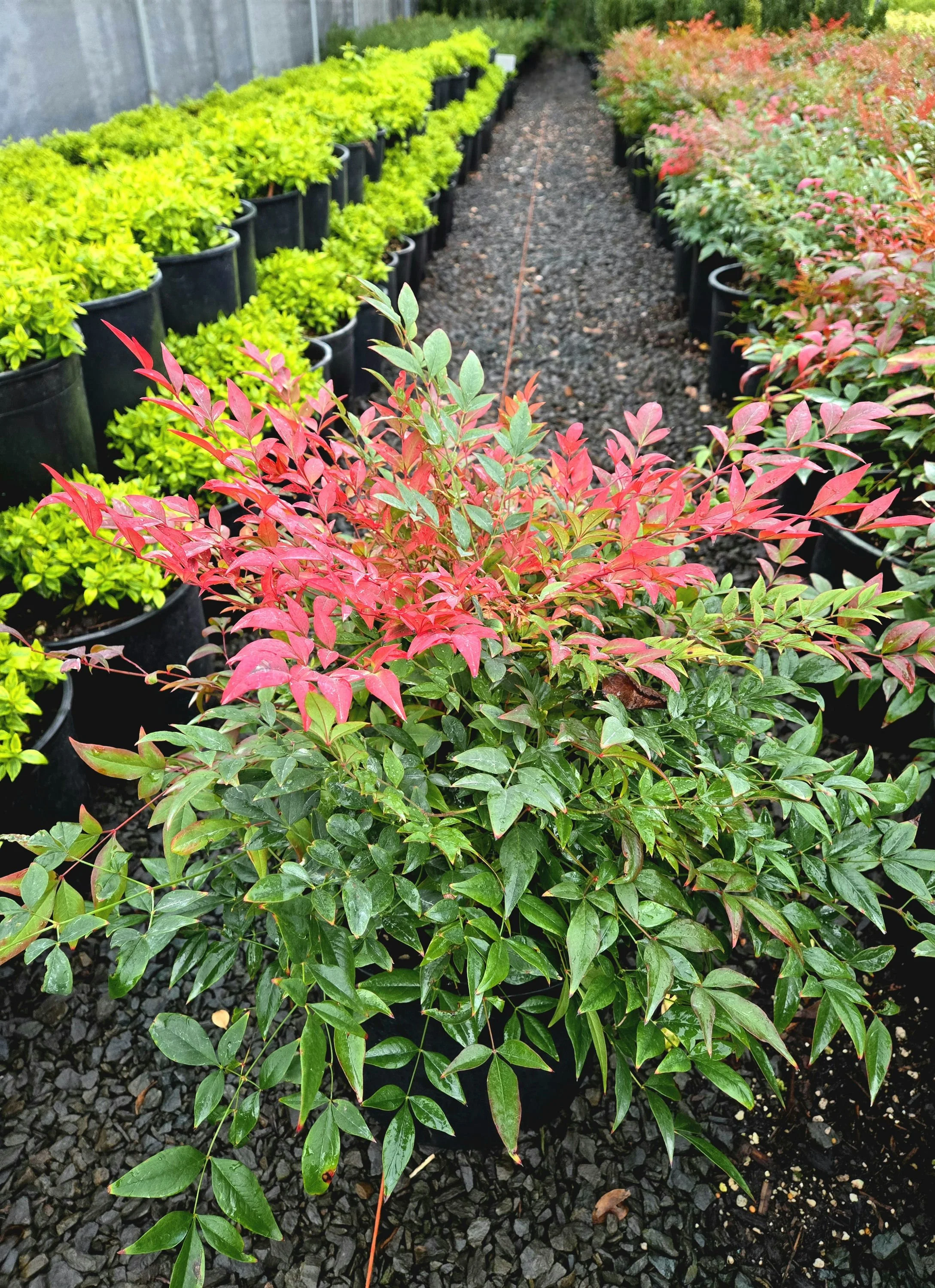 Gulf Stream Heavenly Bamboo (Nandina domestica 'Gulf Stream')