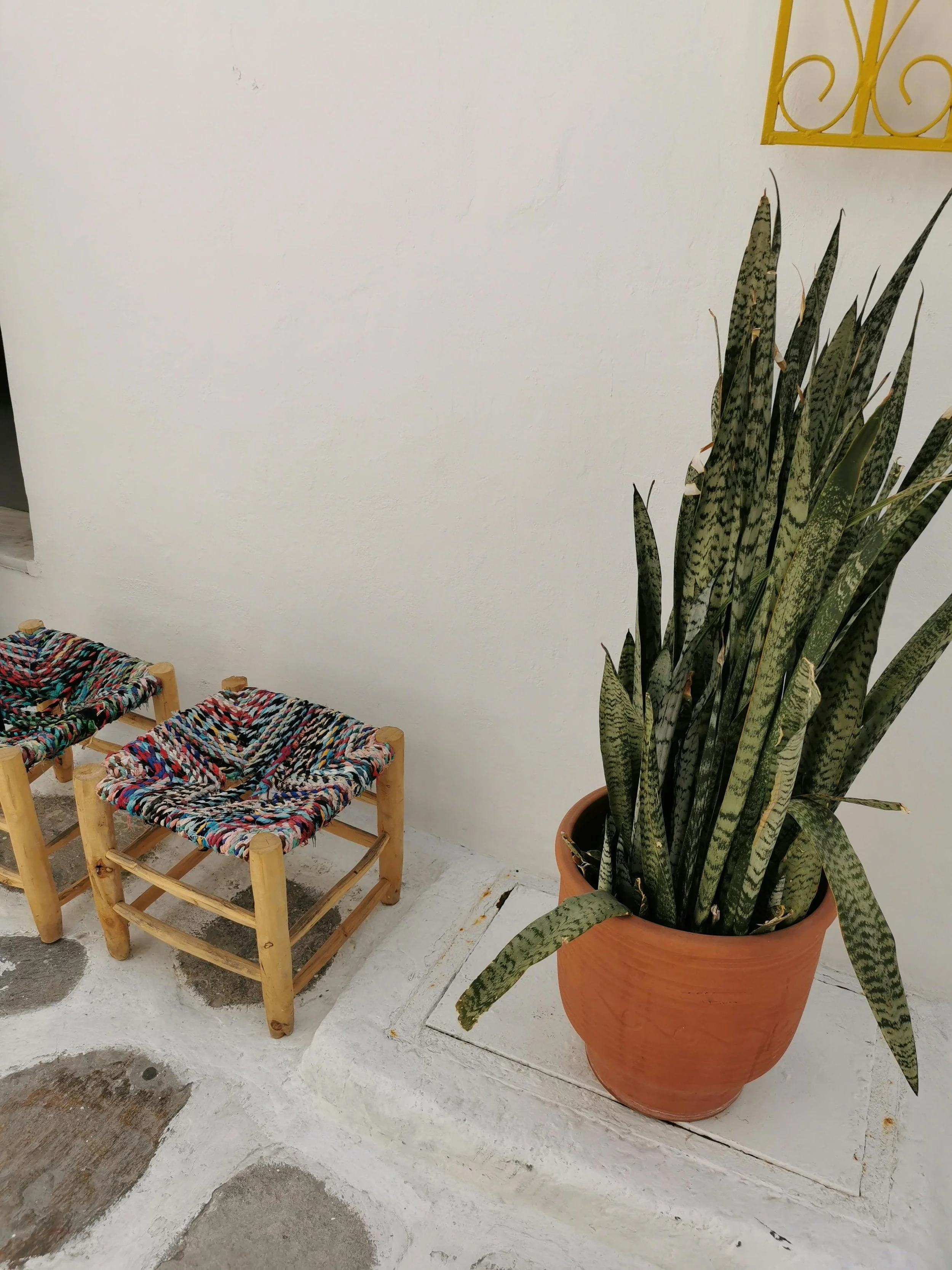 A Guide to Caring for Your Snake Plant (Dracaena trifasciata)