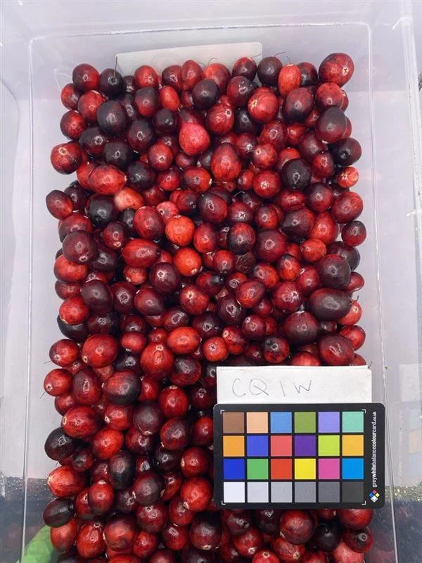 Dr. Erland talks Cranberries on the Jas Johal Show