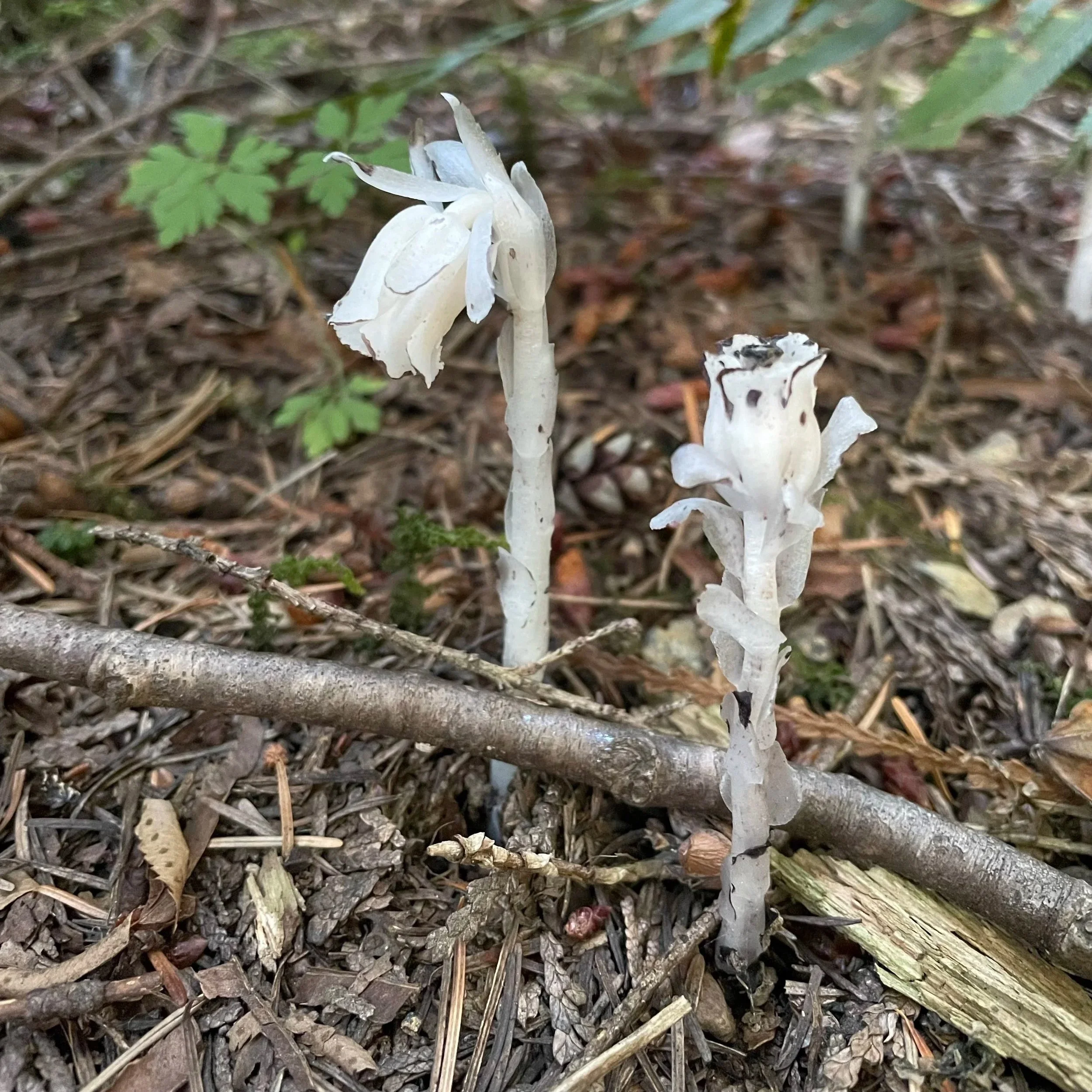 Dr. Erland Presents on the Weirdest, Coolest Plants on Earth with Exploring by the Seat of your Pants
