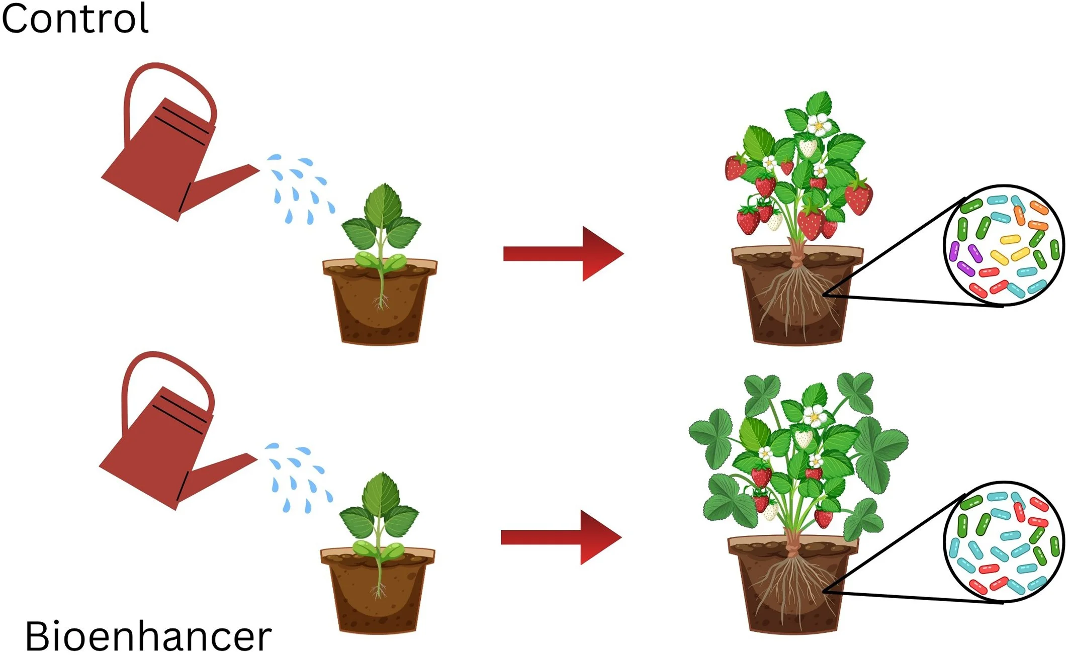 New Paper! Effects of macroalgae derived biostimulants in strawberry