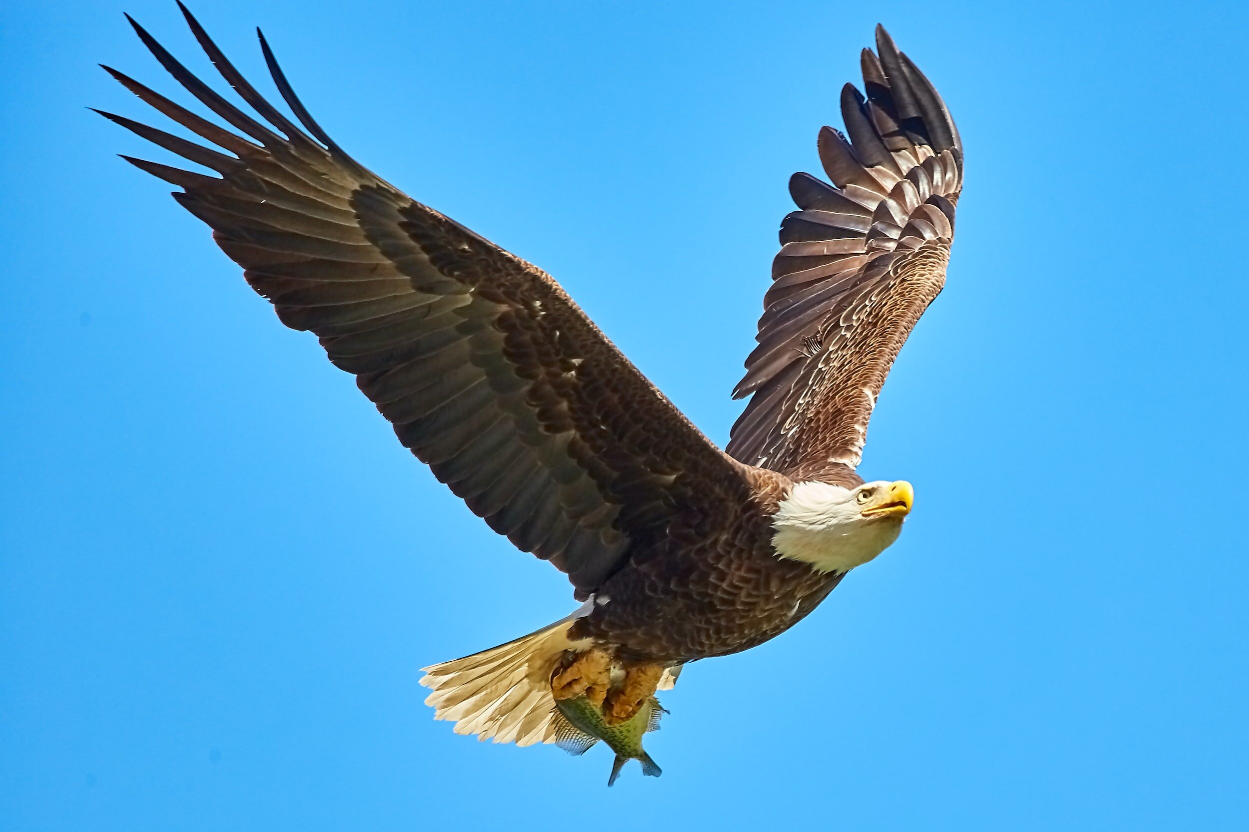 Stop Settling, Start Flying